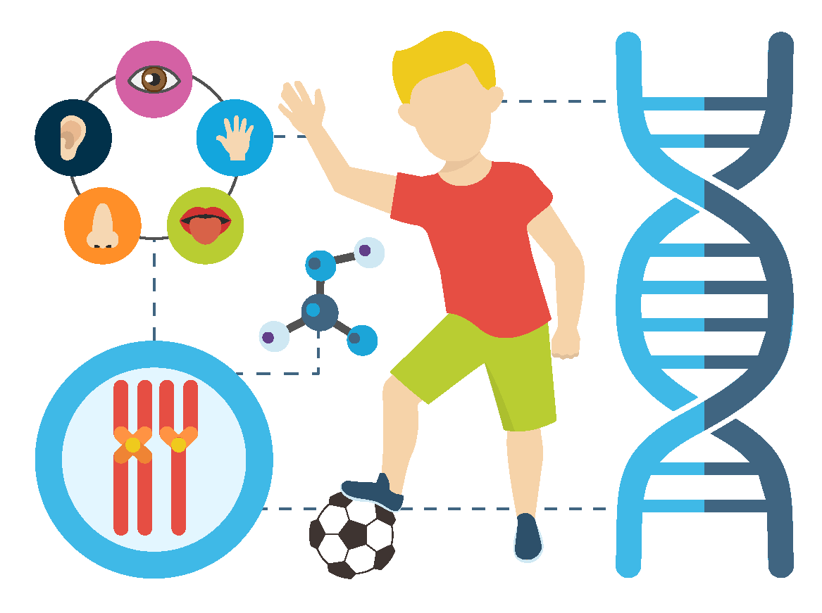 LH_Biological_ Processes_Physical_Development_and_Perceptual_Development-01.png