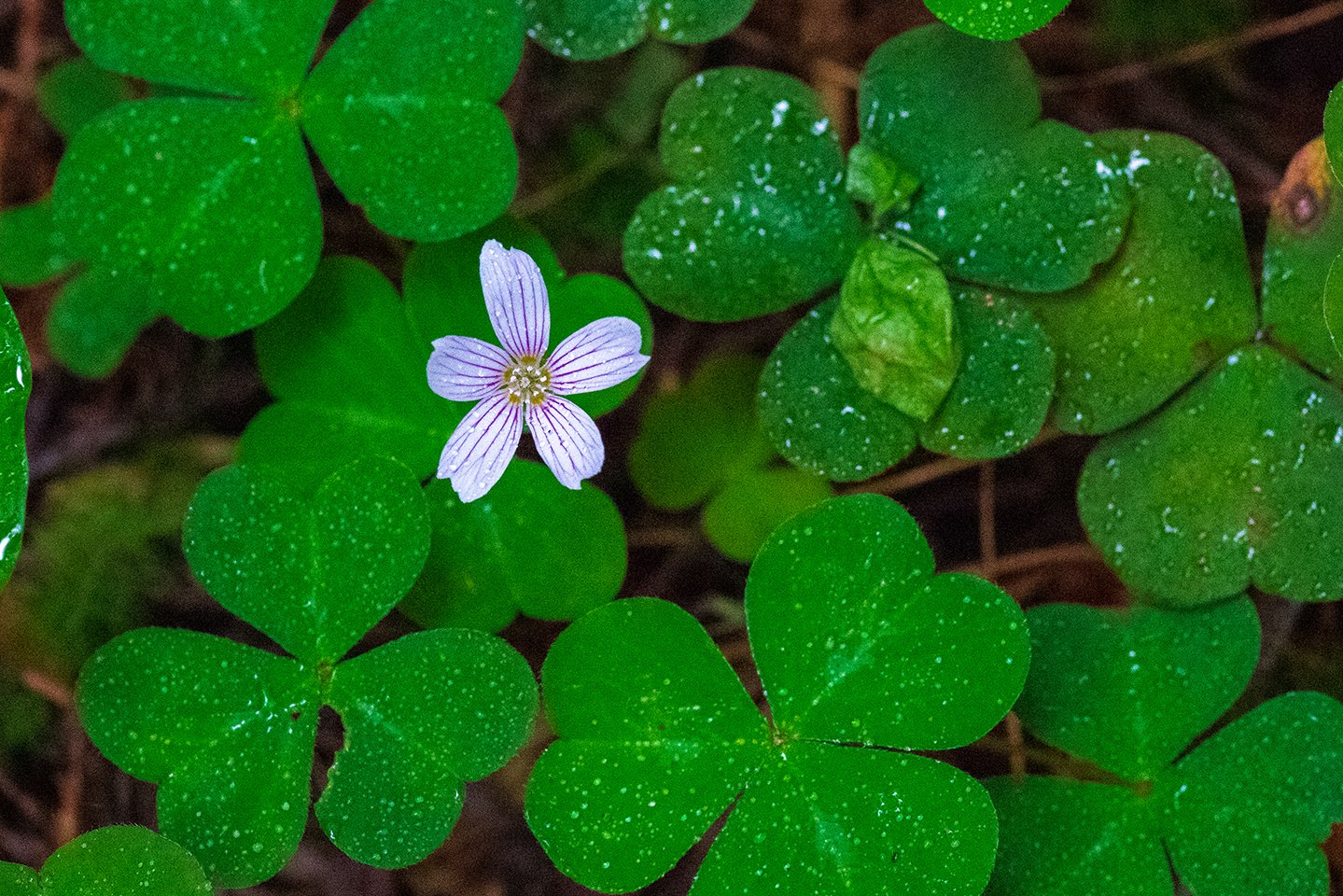 Forest Flower 2