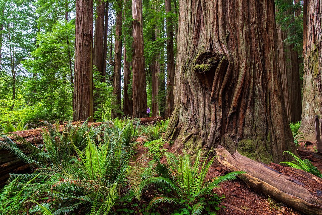 Giants In the Forest