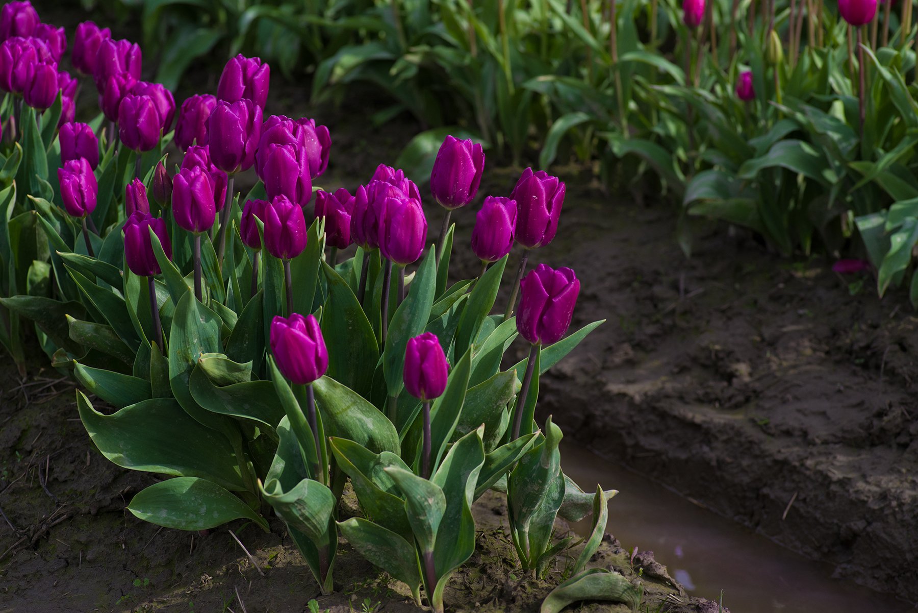 Pretty Purple