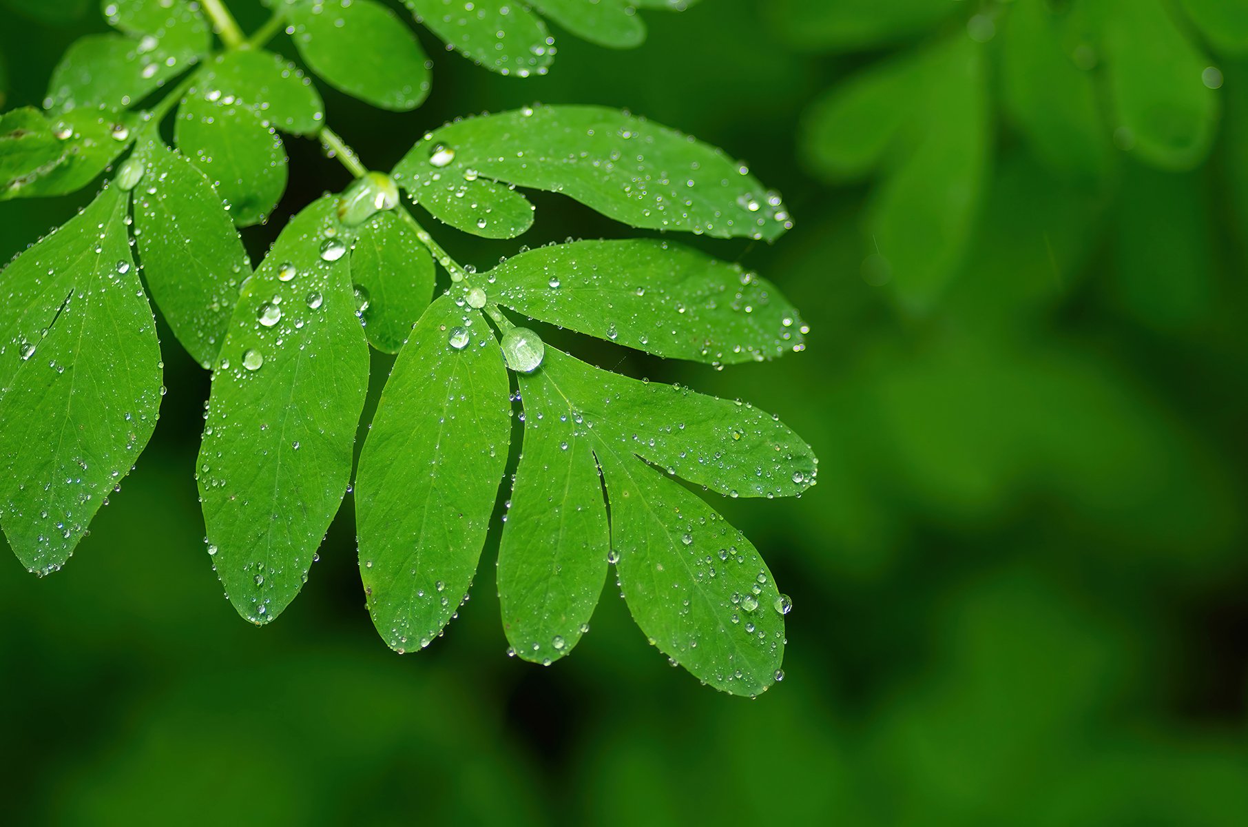 Raindrops