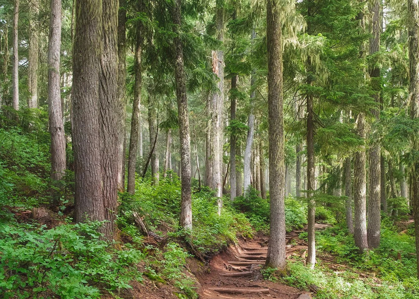 A Walk in the Woods