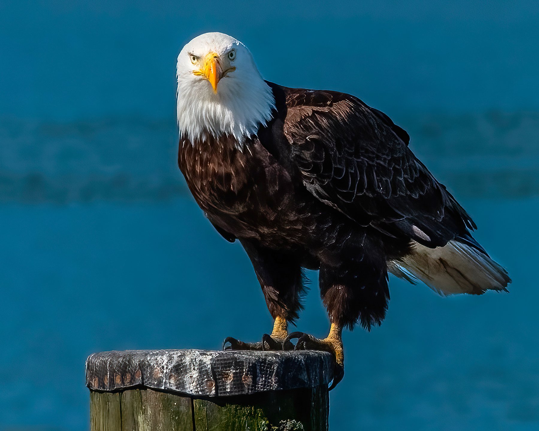 Eagled Eyed
