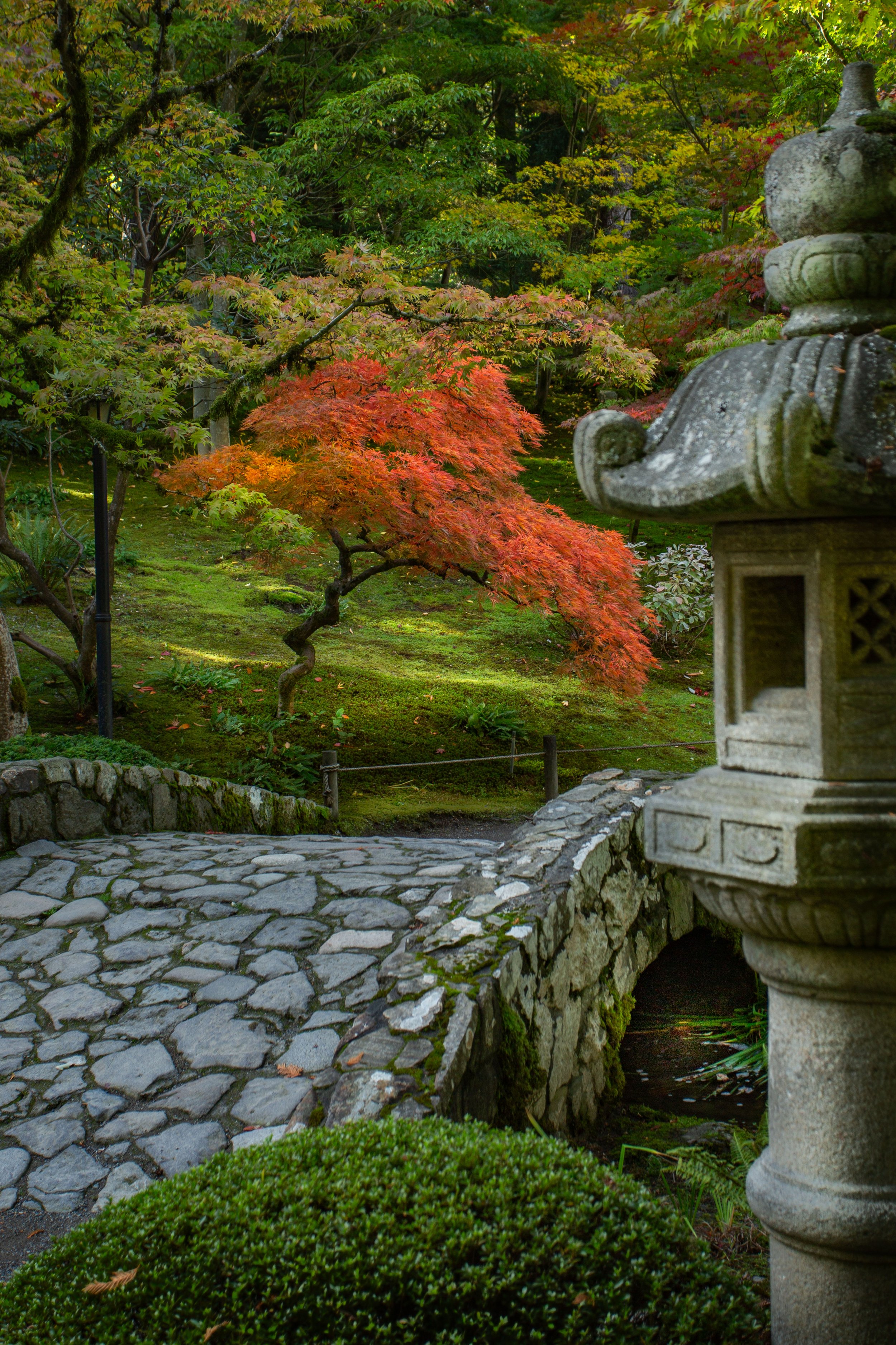Japanese Garden Seattle Fall Maple Web Ready.jpg