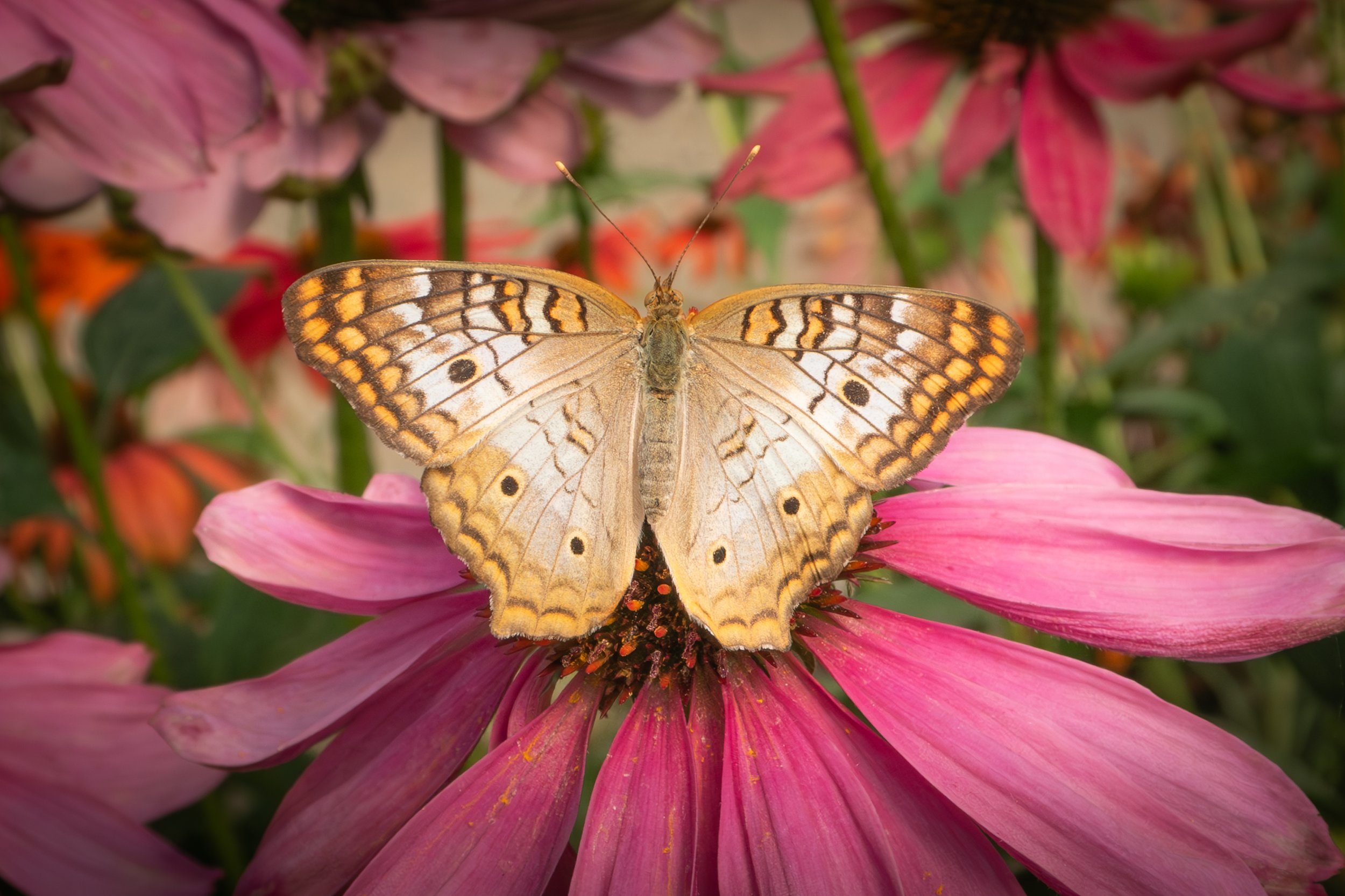 Butterfly_02.web.jpg