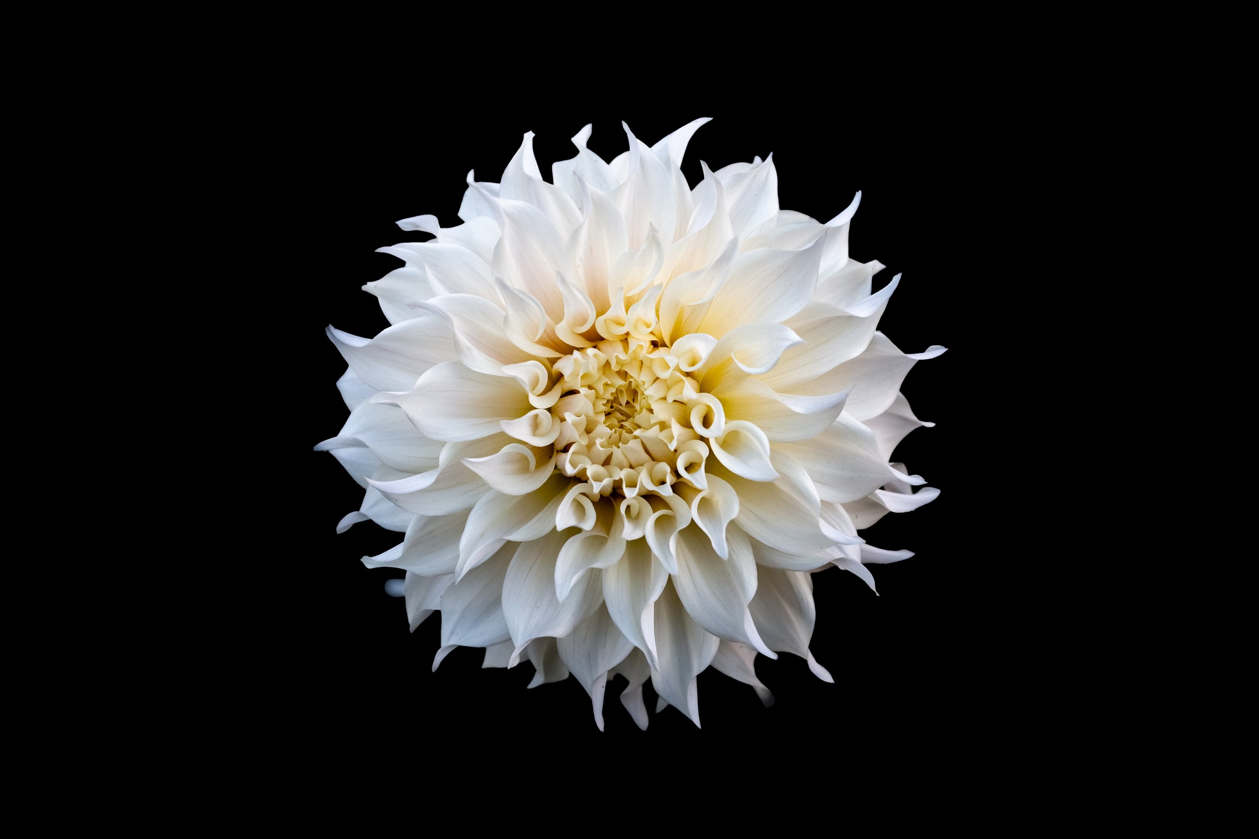 Dalhia_White_01-Web.jpg