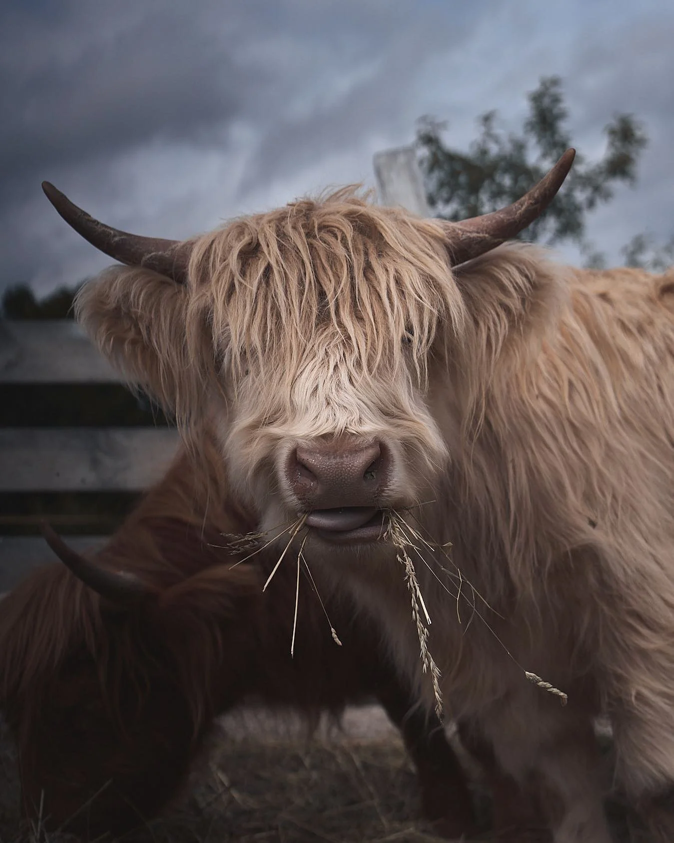 Moo!
.
.
.
.
.
.
.
.
.
.
.
.
.
.
.
#folkgreen #folkgood #countryside #outdoortones