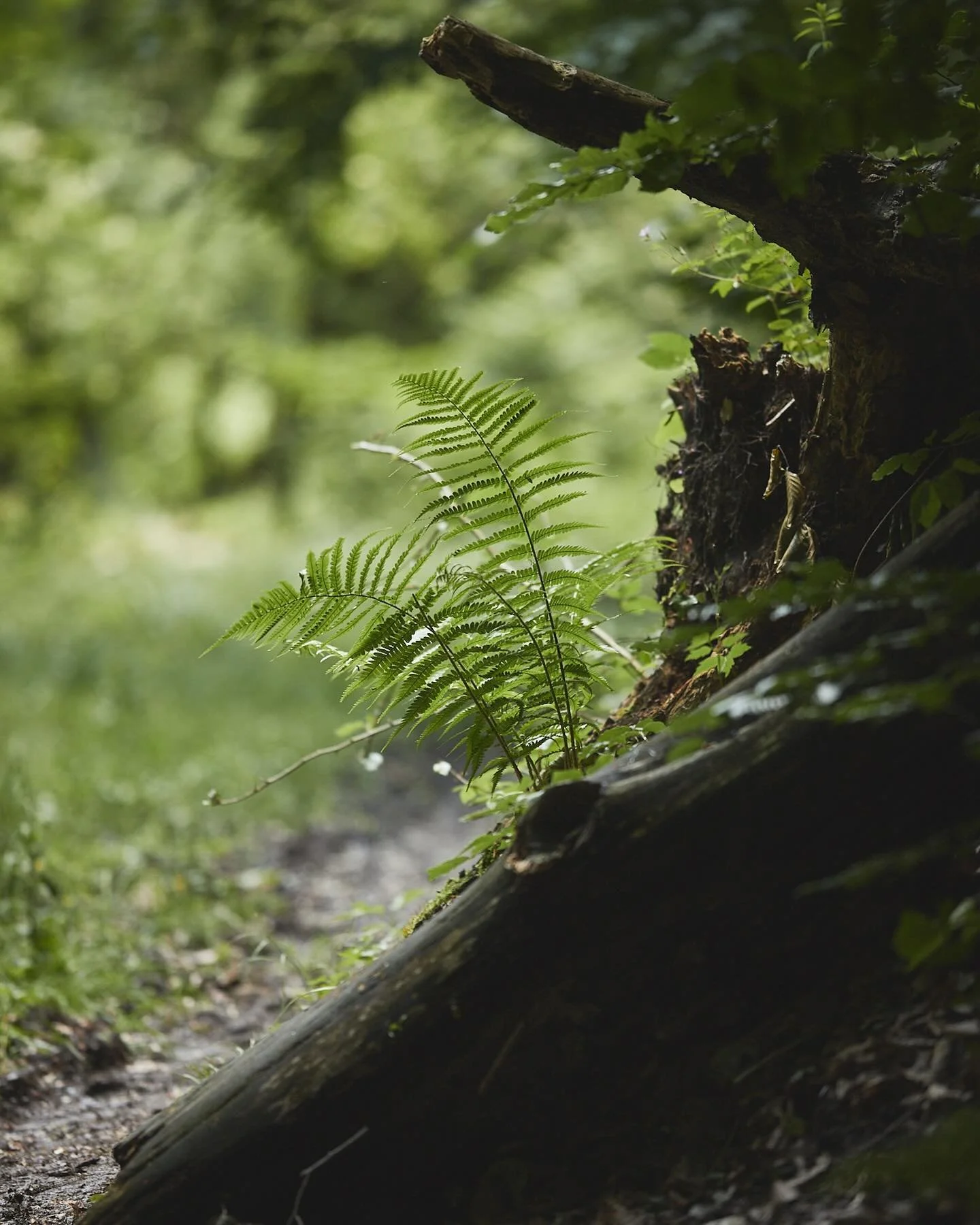 Forest path.