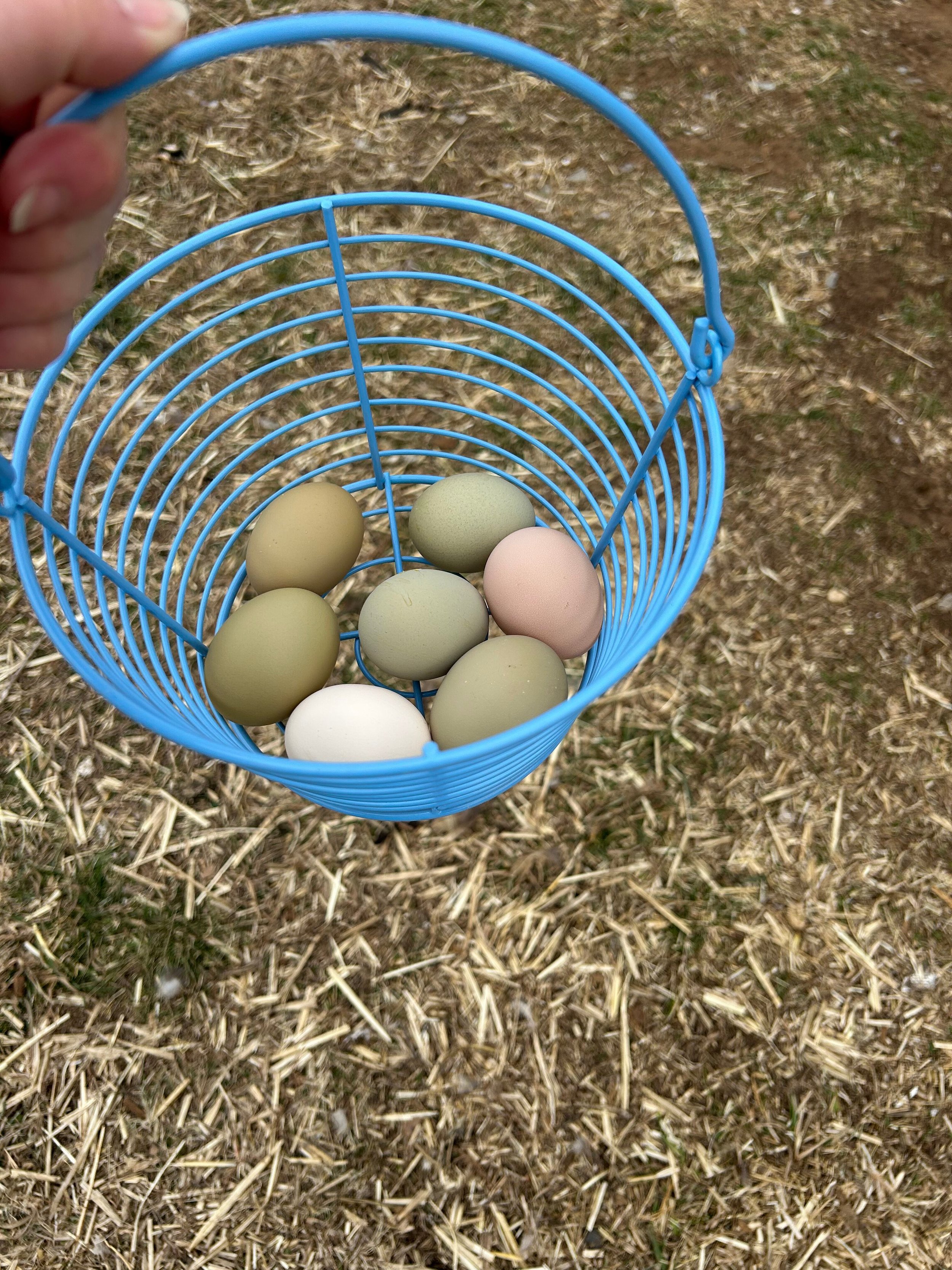 eggs.jpg