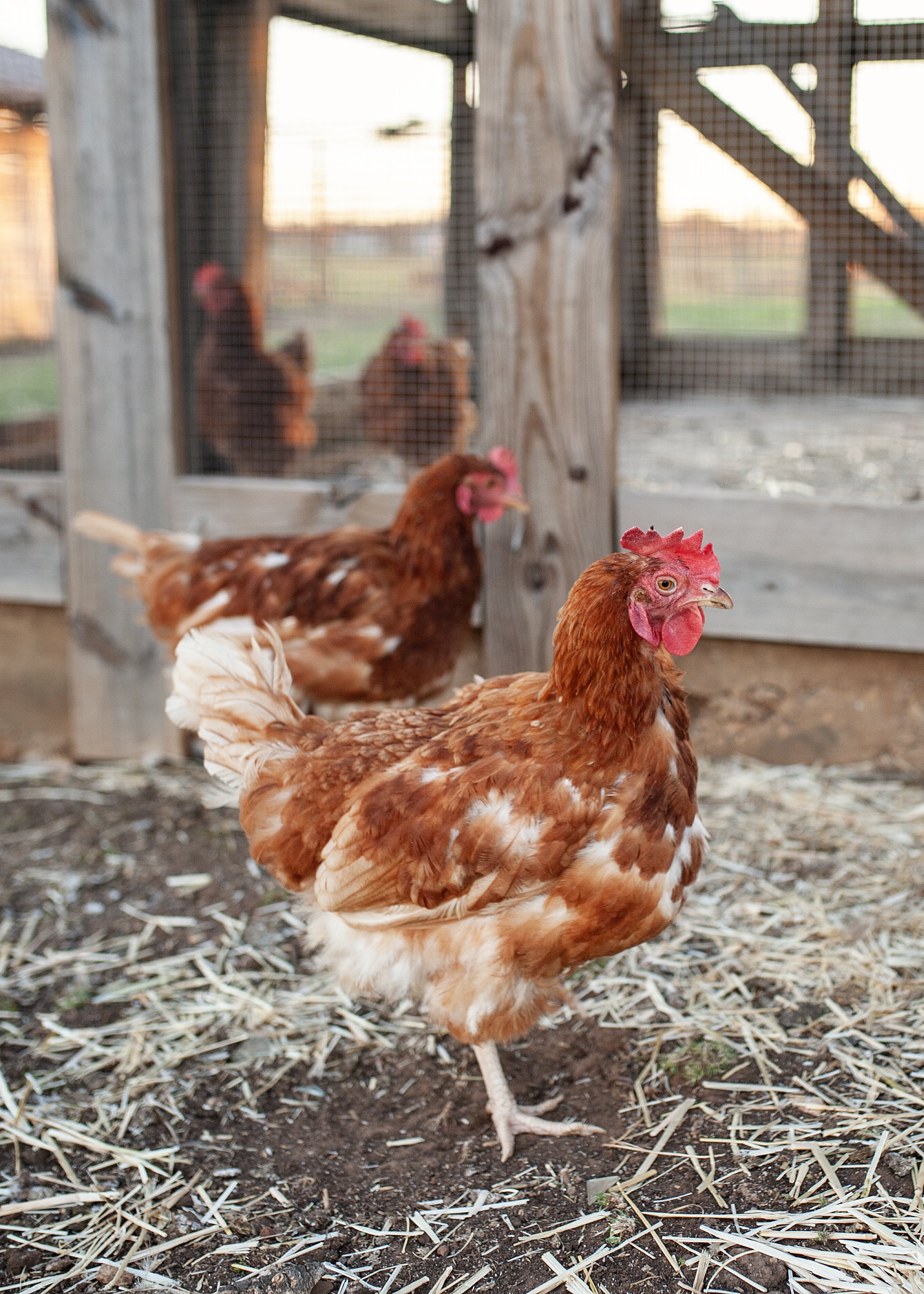 chickens 2.jpg