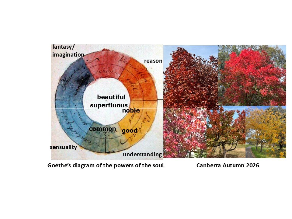 2026 Canberra Red Autumn .jpg