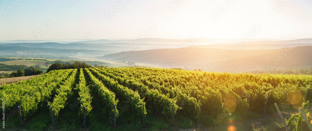 Bodega La Vina