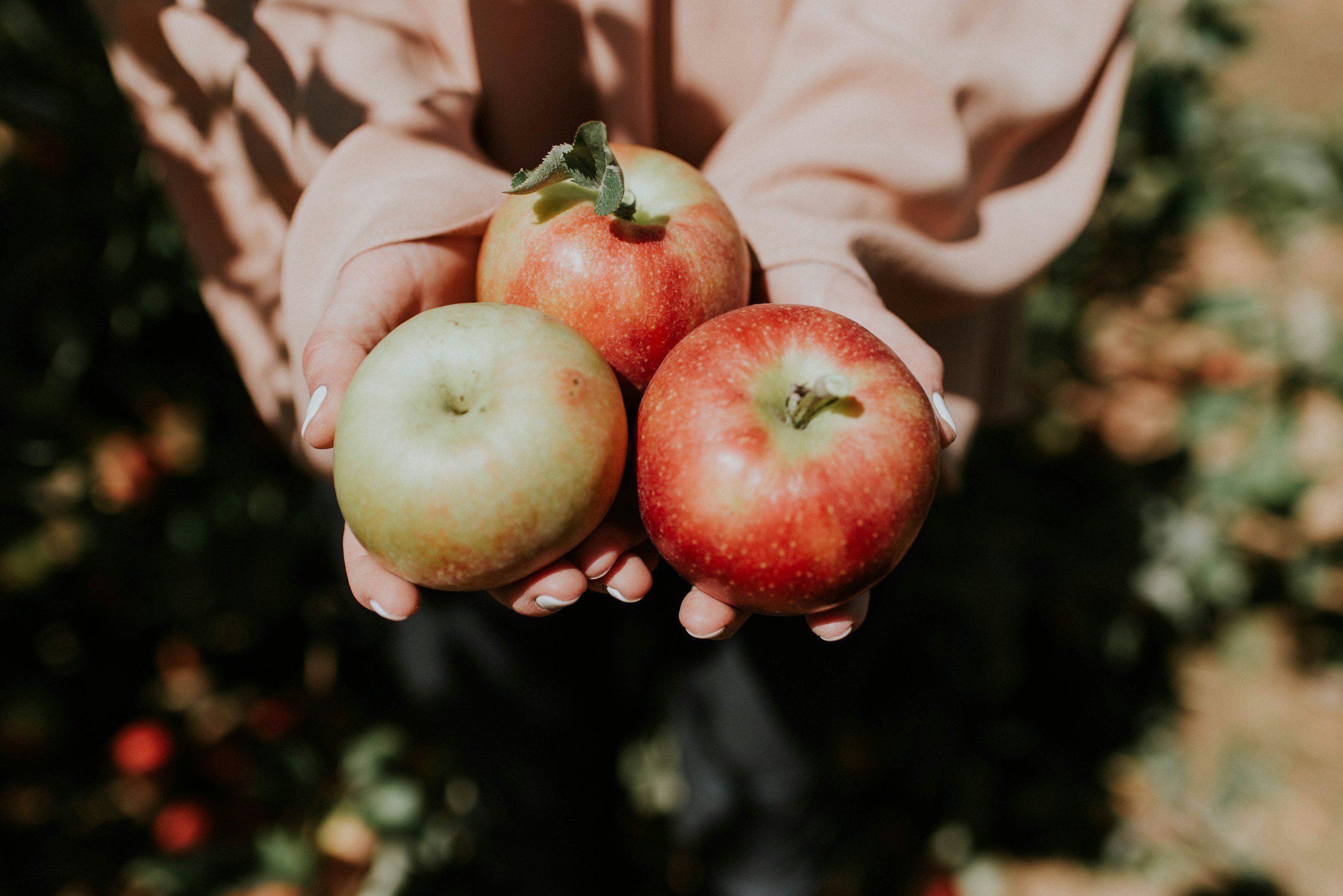 Fall in Love with Ellijay, Georgia: Apple Picking, Festival Fun, and Mountain Magic