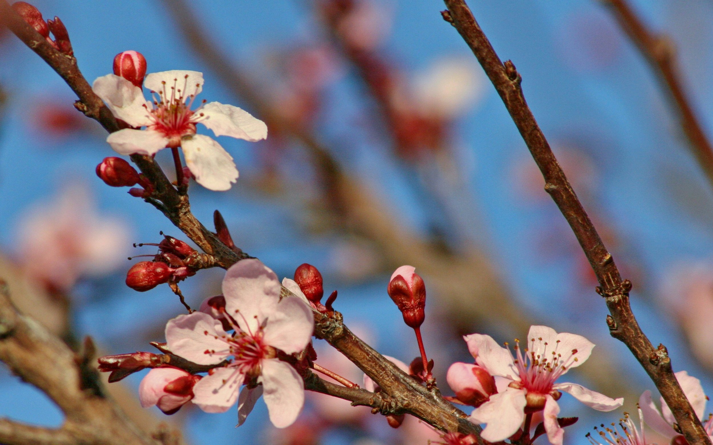 plum tree blossoms