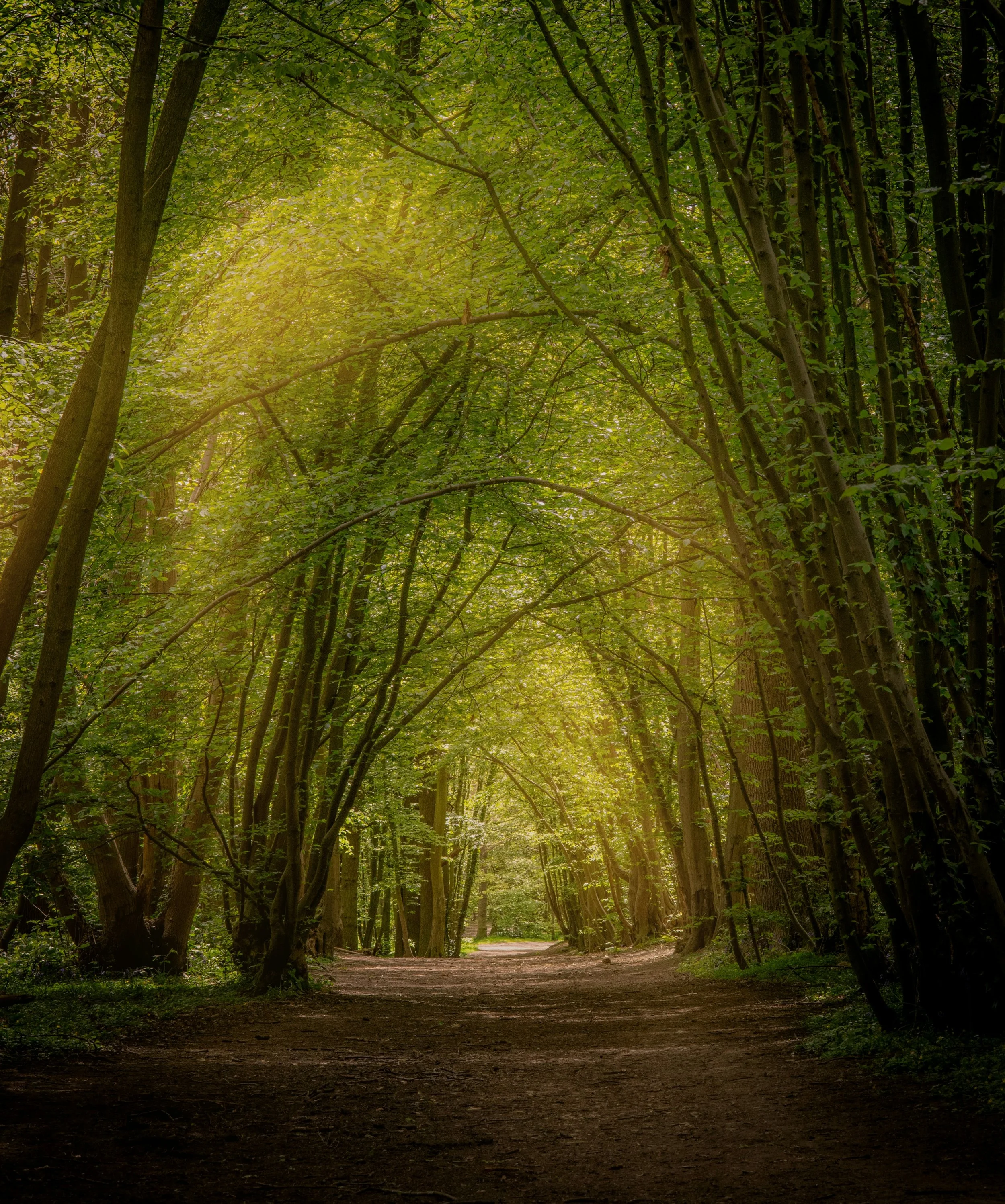 Rituals, Attention, and Meaning