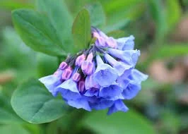 Virginia Bluebells