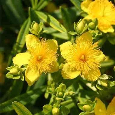 Kalm's St. John's Wort