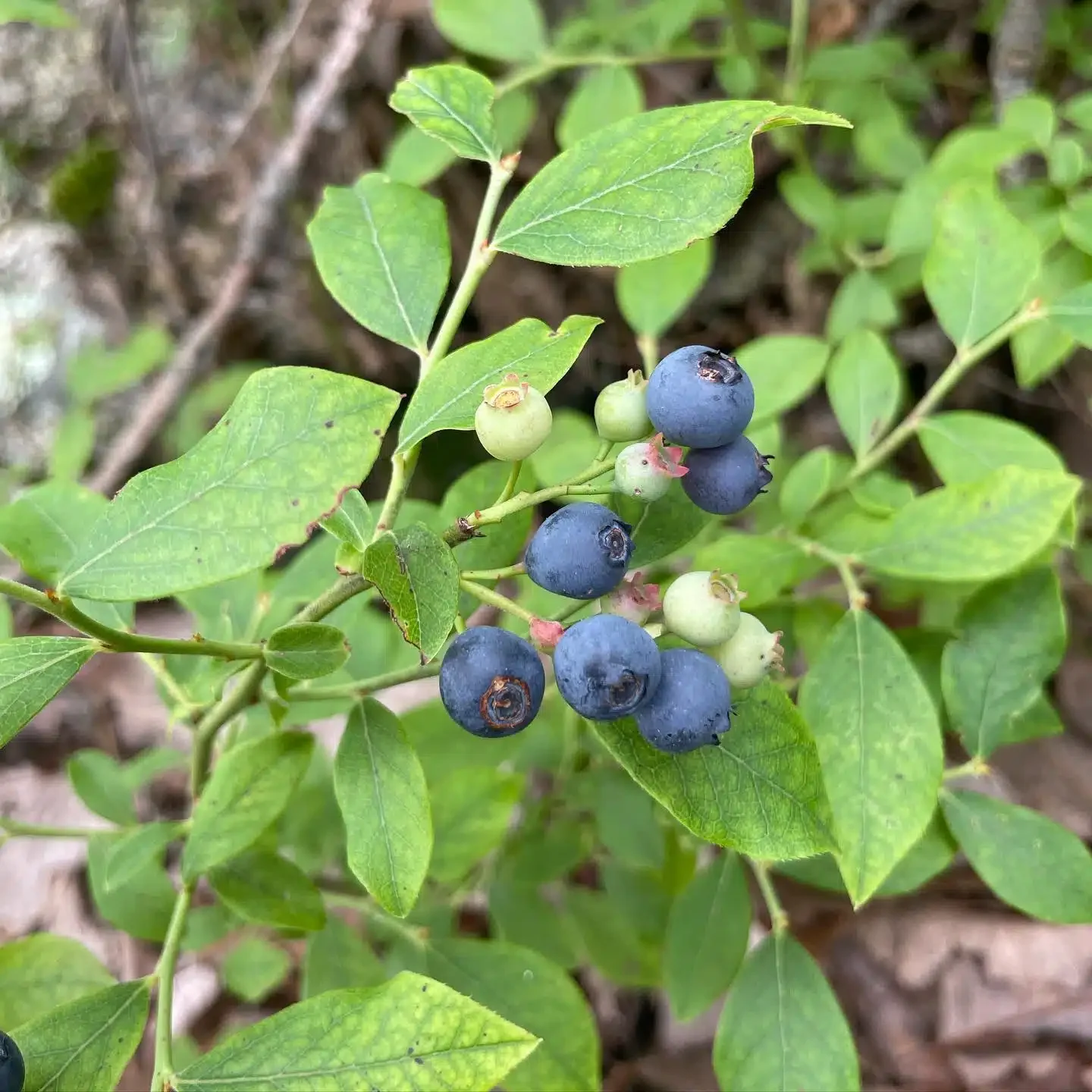 Vaccinium angustifolium