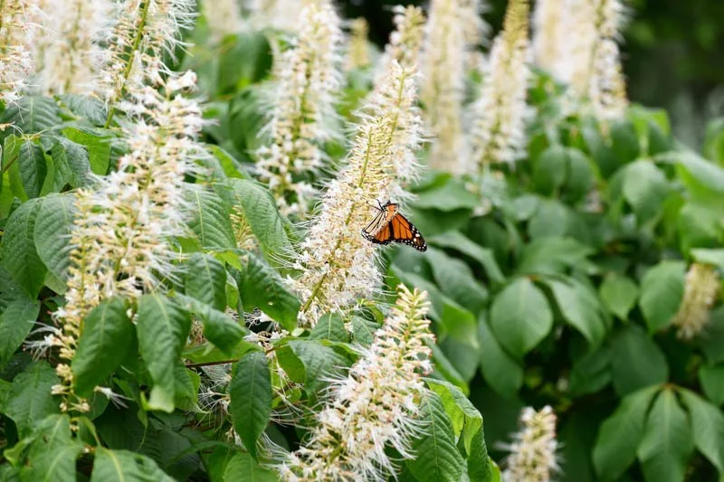 Clethra alnifolia