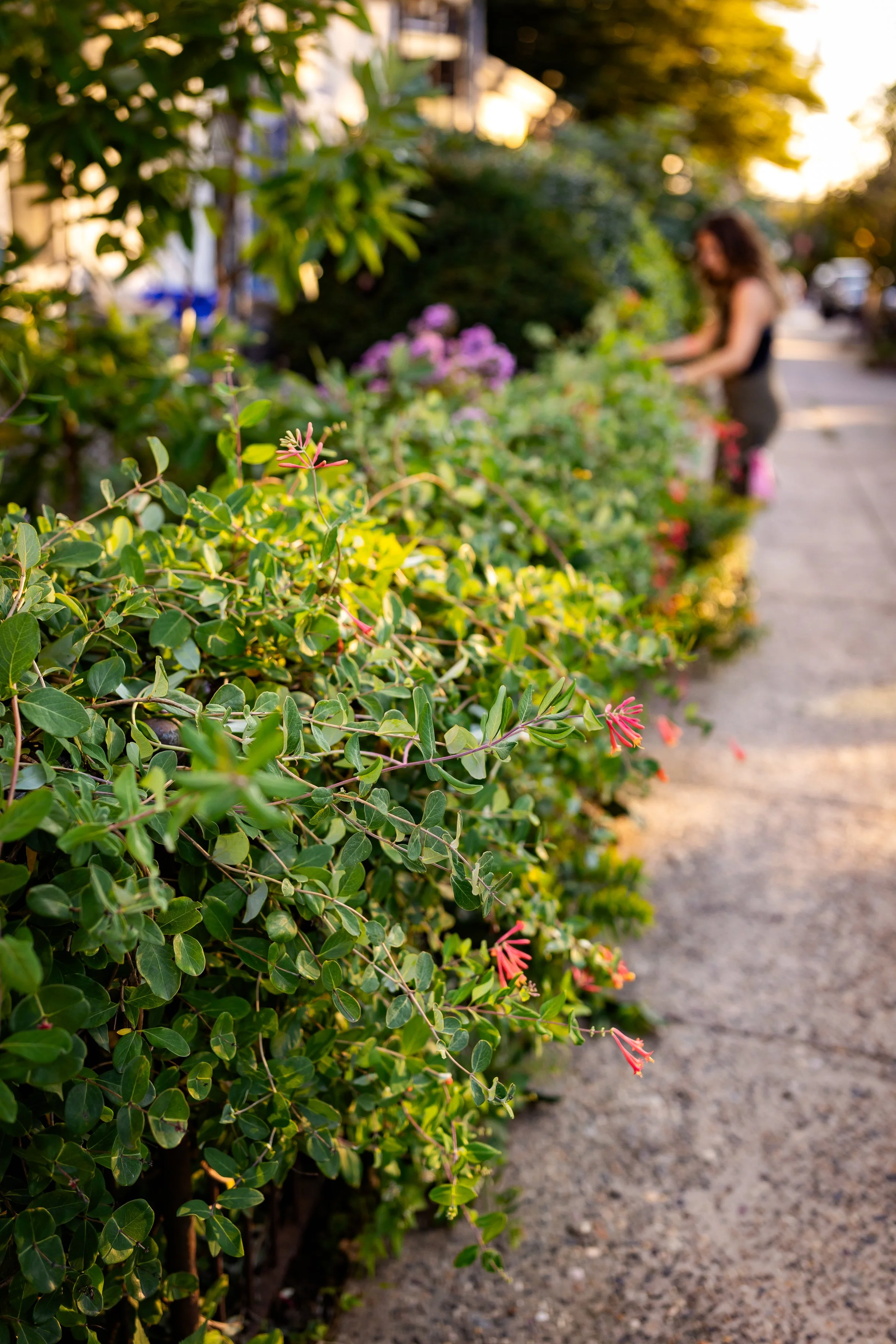 Close-up of green lonicera vine with small pink flowers along a fence sidewalk in warm sunlight. A woman with curly hair and a black top is in the background, slightly out of focus, tending to the plants.