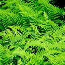Hay scented ferns