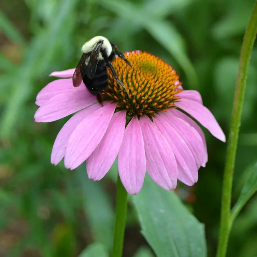 A bumblebee on a pink coneflower with a yellow-orange central cone, surrounded by green foliage.