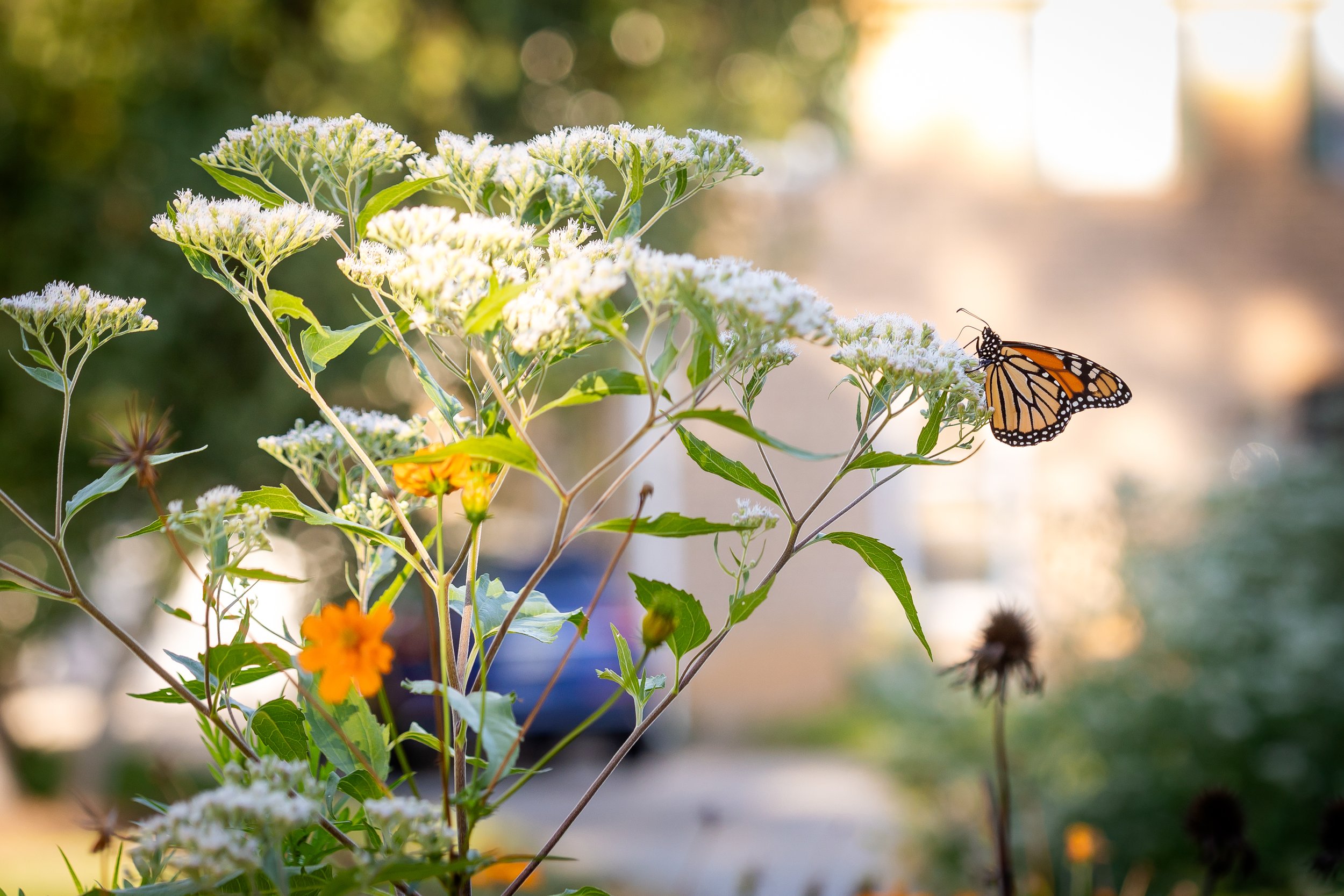 A monarch butterfly perched on a white flower in a garden during daylight, with orange and yellow flowers nearby and a blurred background of greenery and sunlight.