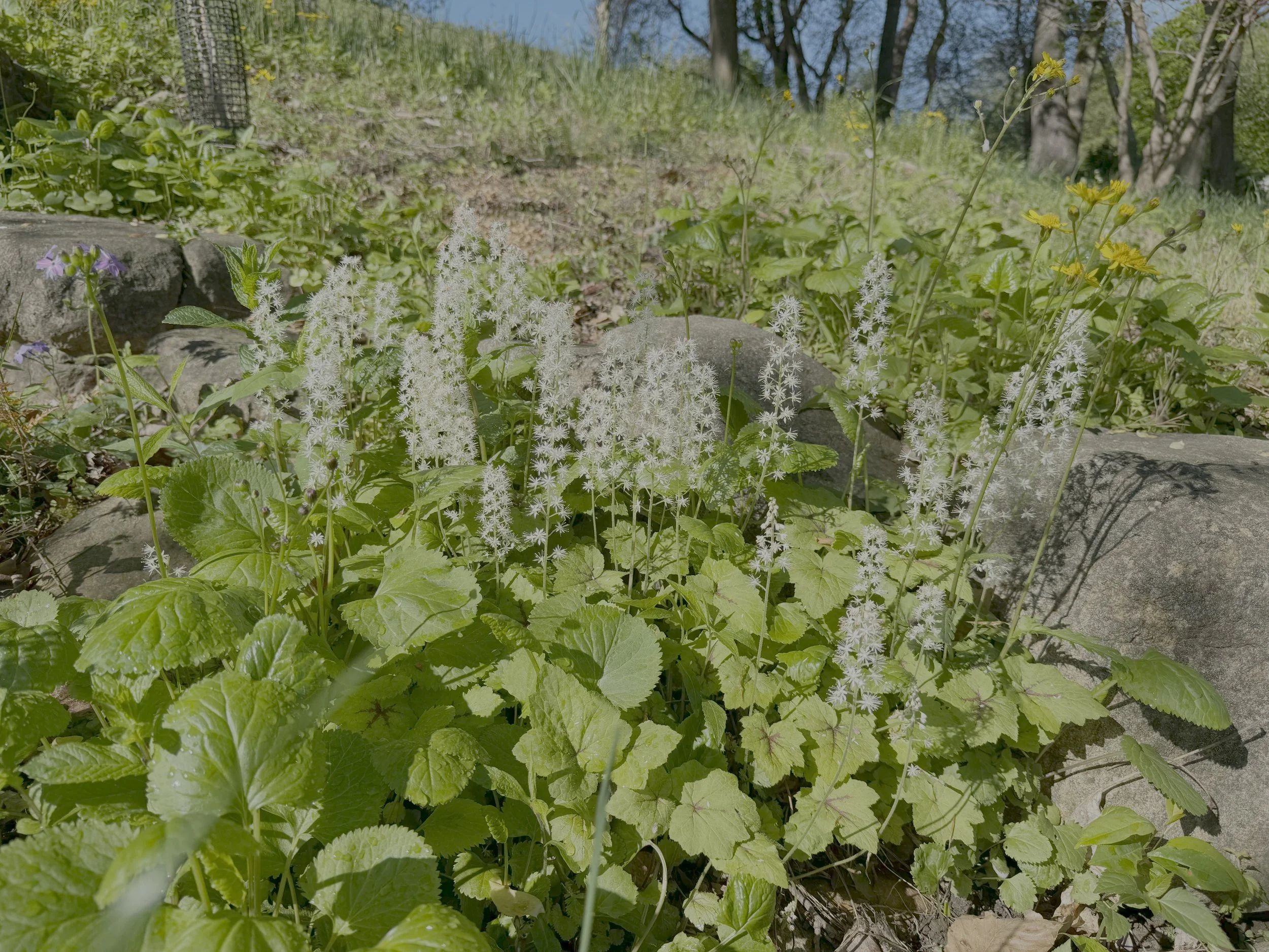 Tiarella cordifolia "Foamflower"