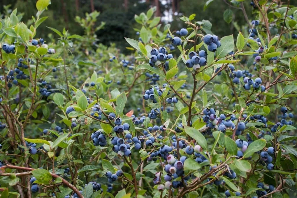 Vaccinium corymbosum