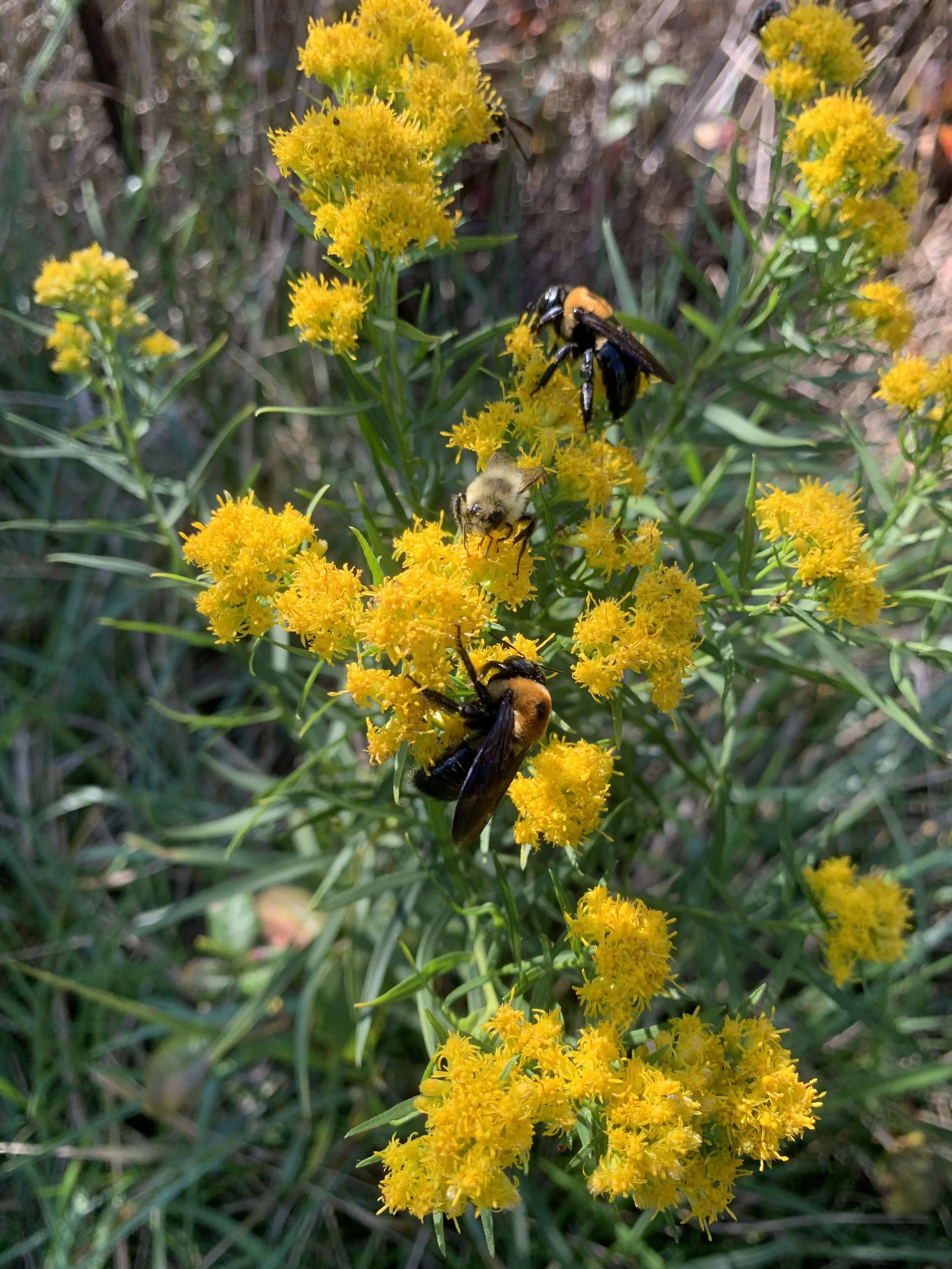 Yellow flowering plant with bees and wasps collecting nectar.
