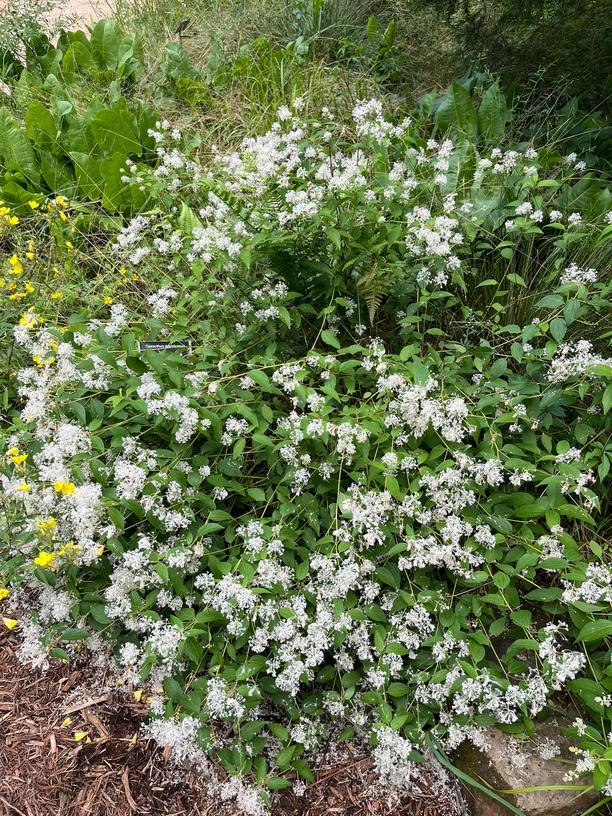 Ceoanthus americanus