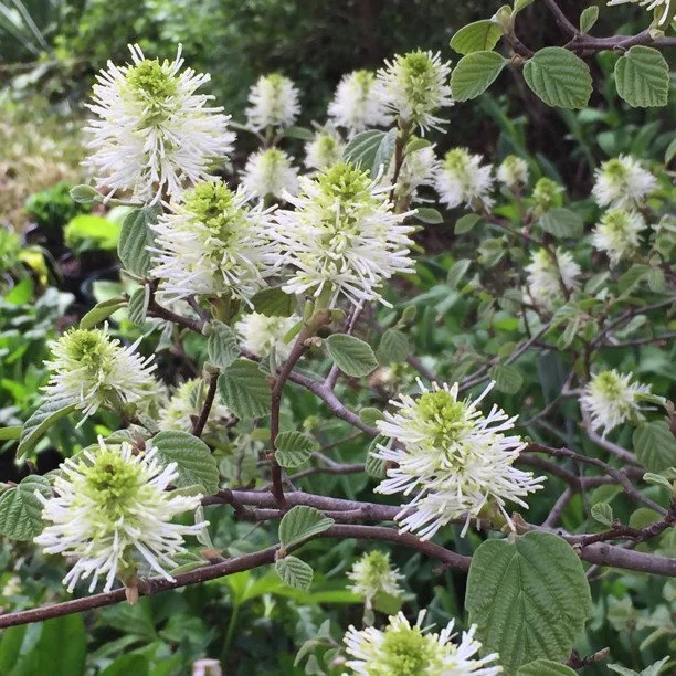 Fothergilla gardenii