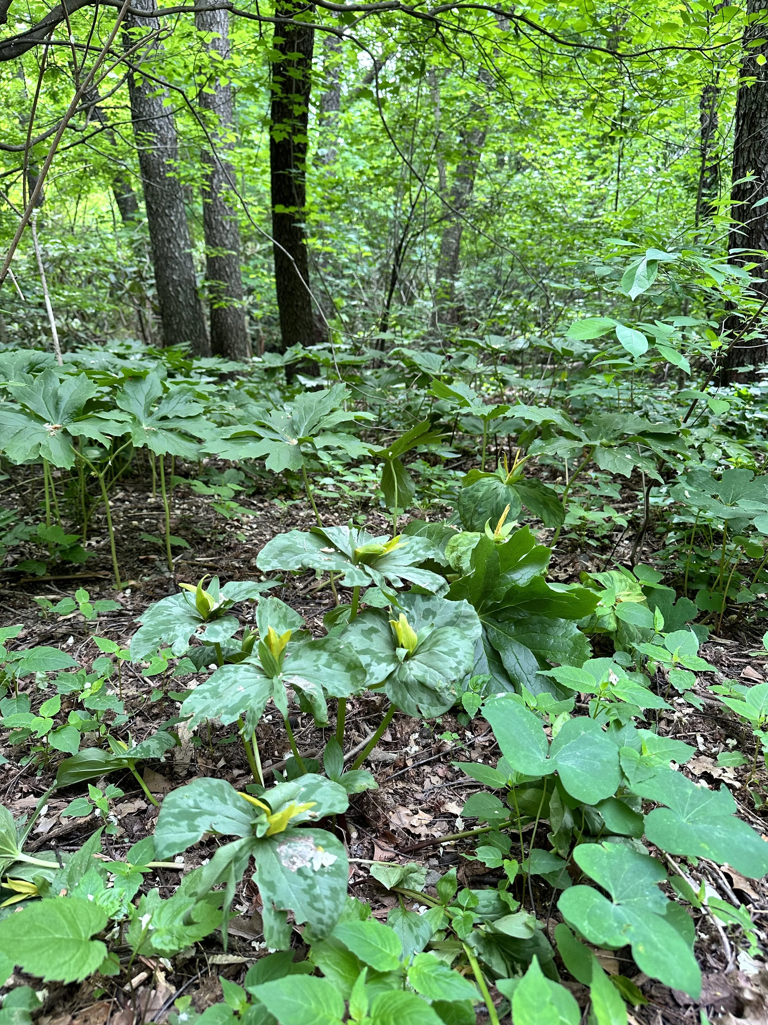 Dense forest floor with green leafy plants and young shoots, with trees in the background.