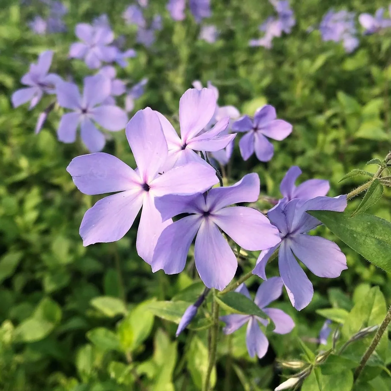 Close-up of light purple flowers with five petals each, surrounded by green leaves, on a sunny day.