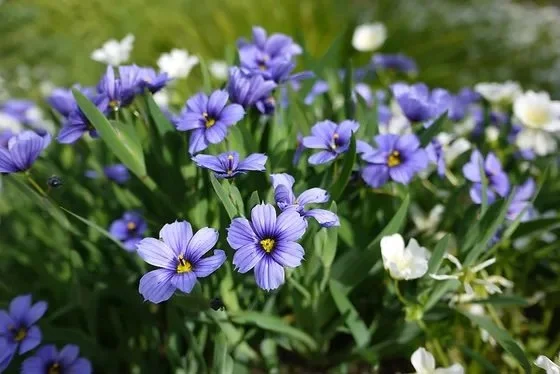 Purple and white flowers blooming in a garden.