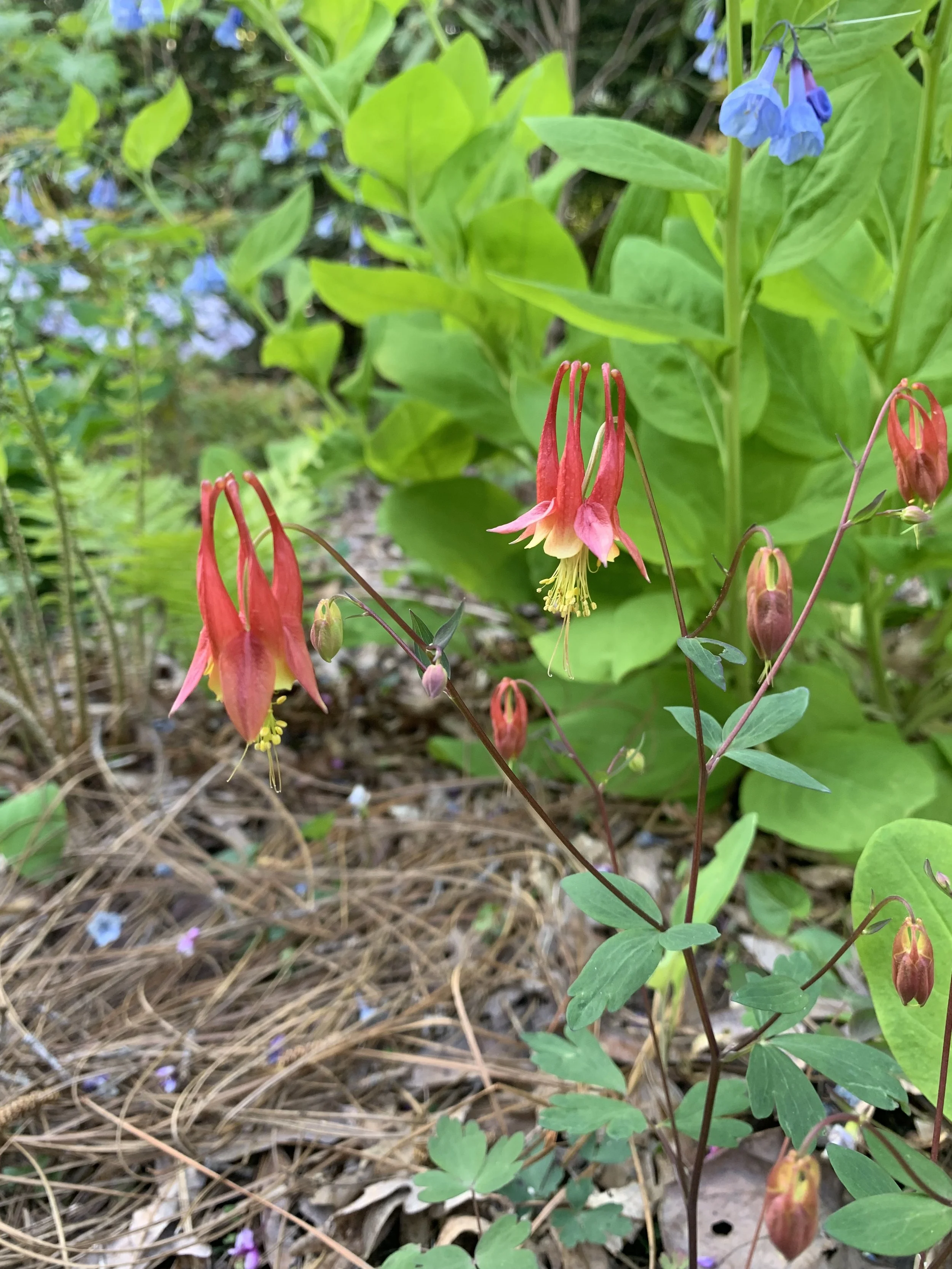 Pink and yellow columbine flowers blooming among green leaves and pine straw in a garden setting.