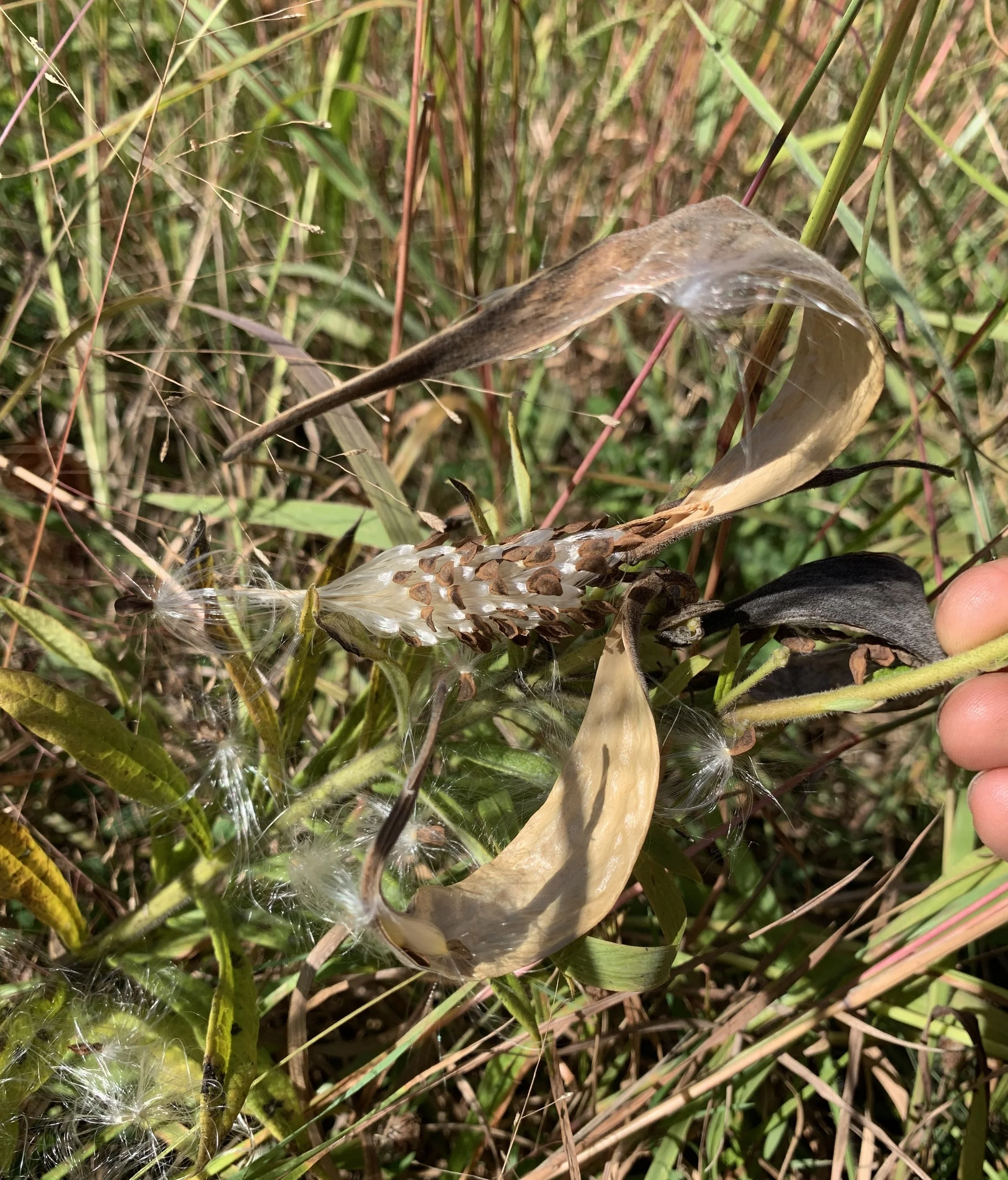 Close-up of a milkweed pod with seeds and silk fibers, surrounded by grass and dried leaves in a natural outdoor setting.
