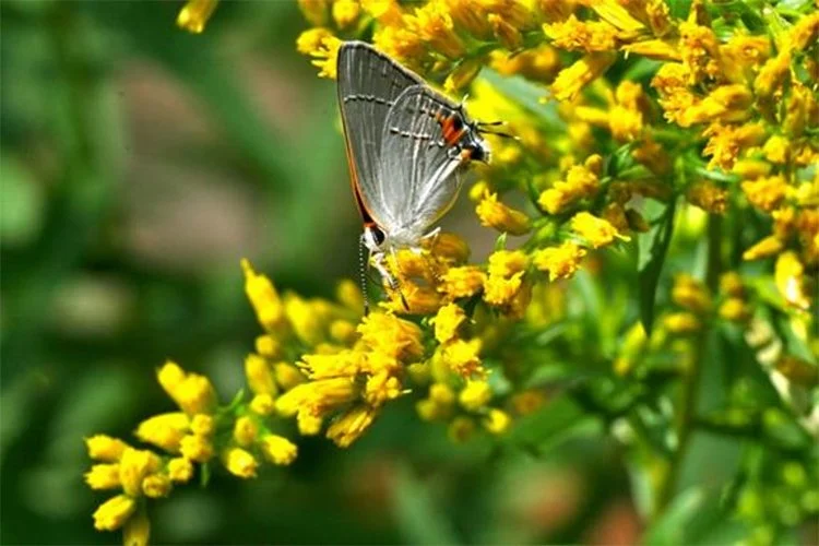Sweet Goldenrod
