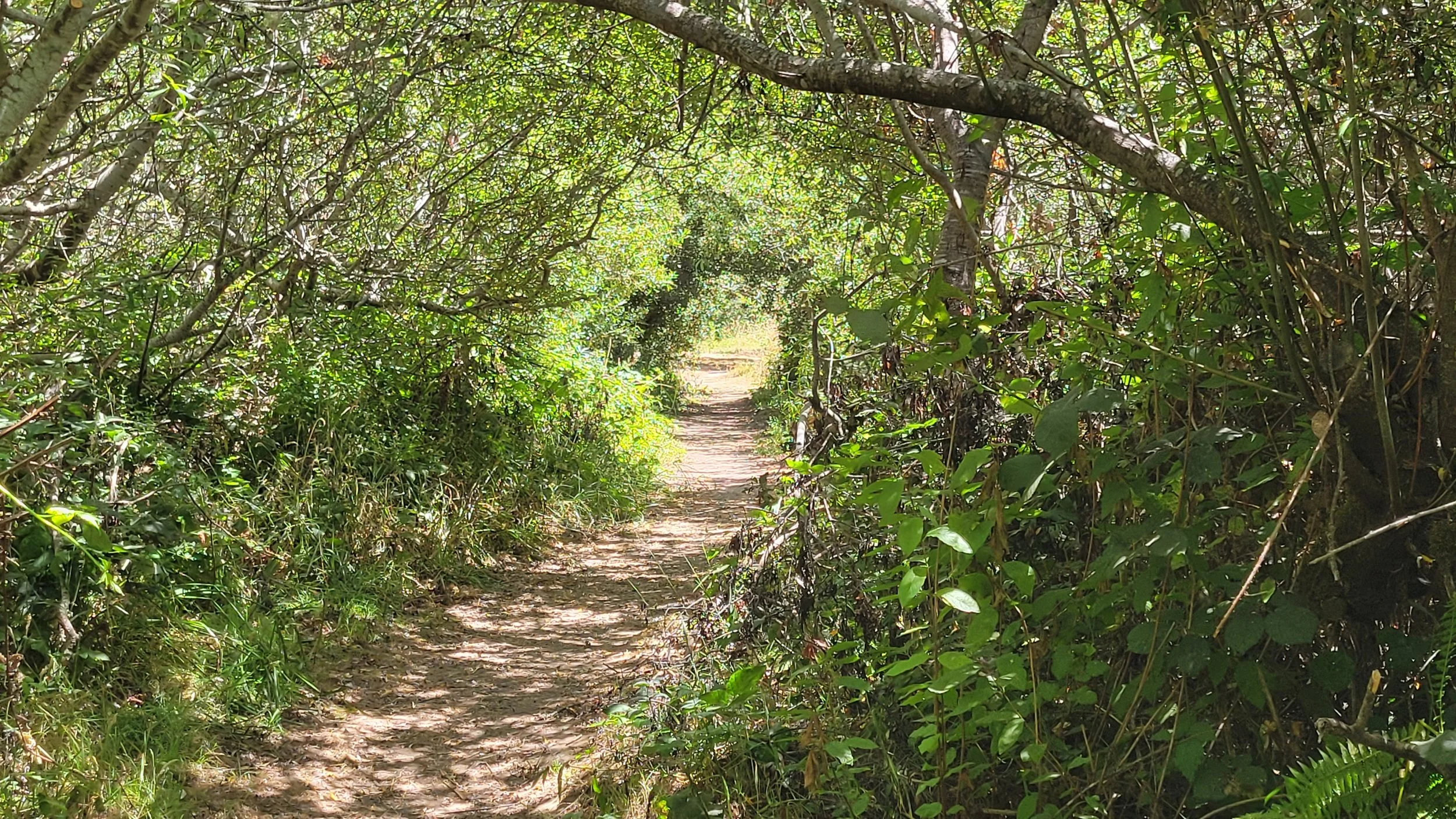 Dirt trail winding through dense willow-like trees at Point Reyes, forming a natural archway over the path