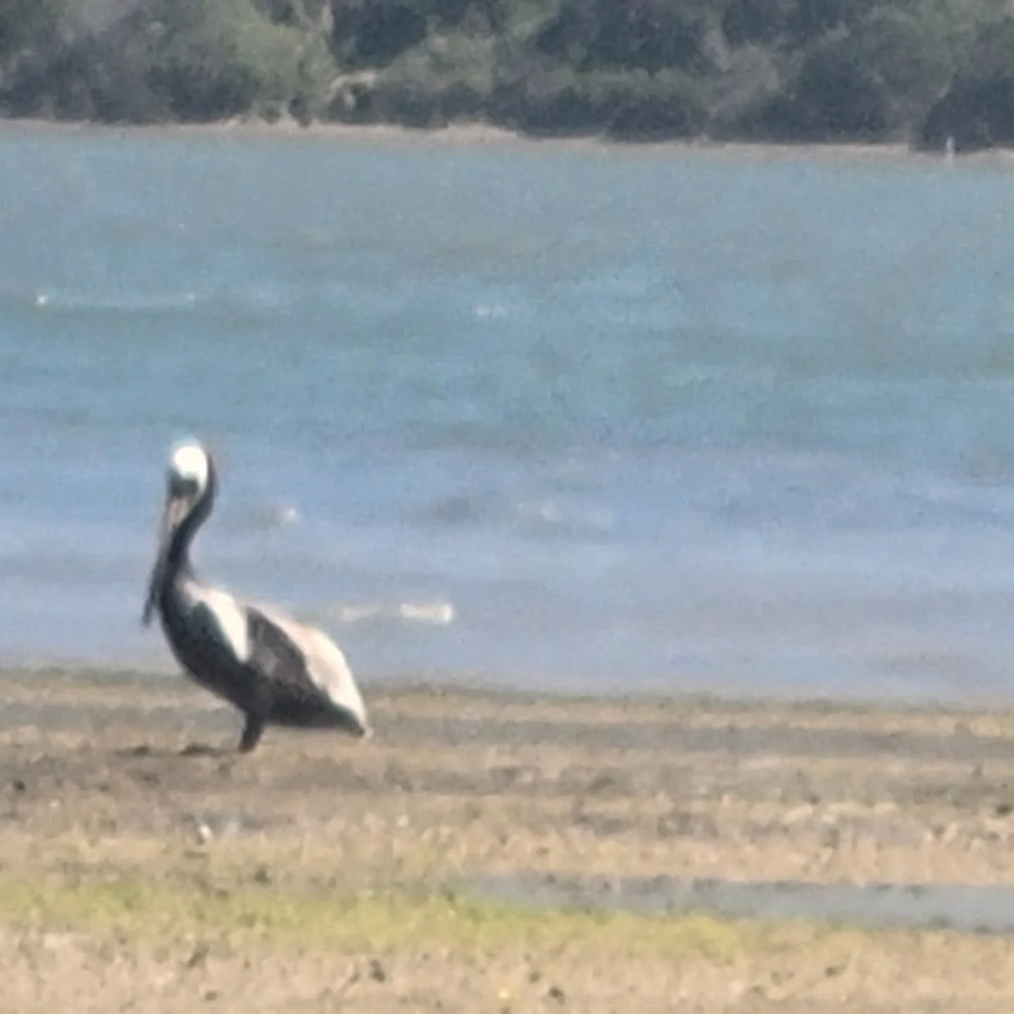 Pelican at the beach ⛱️