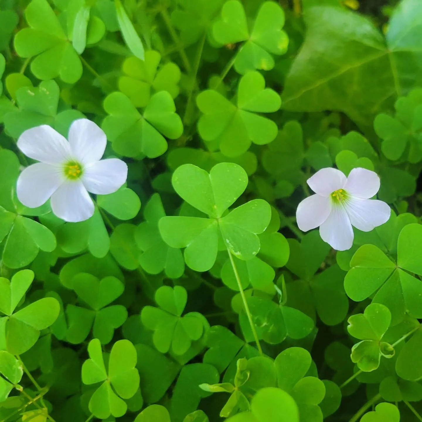 Happy St. Patrick's Day!