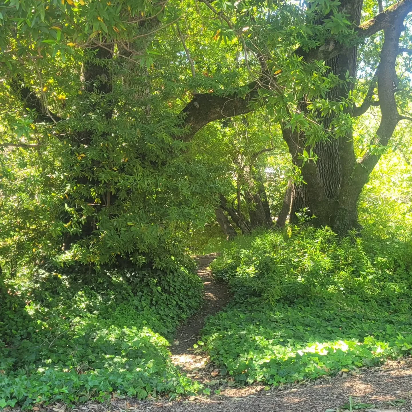 Portal to the sacred grove of trees 🌳