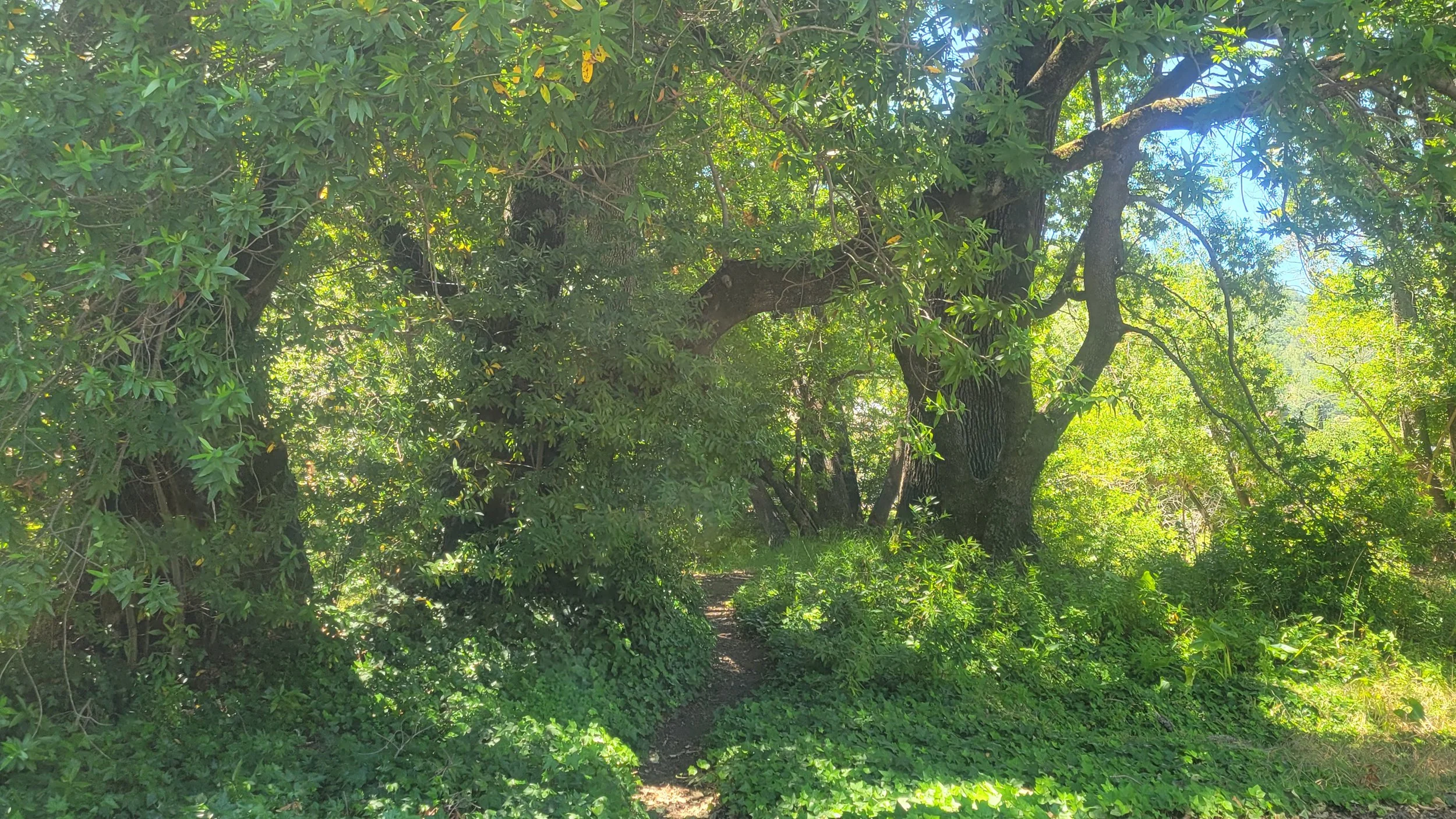 When the Trees Started Talking Back