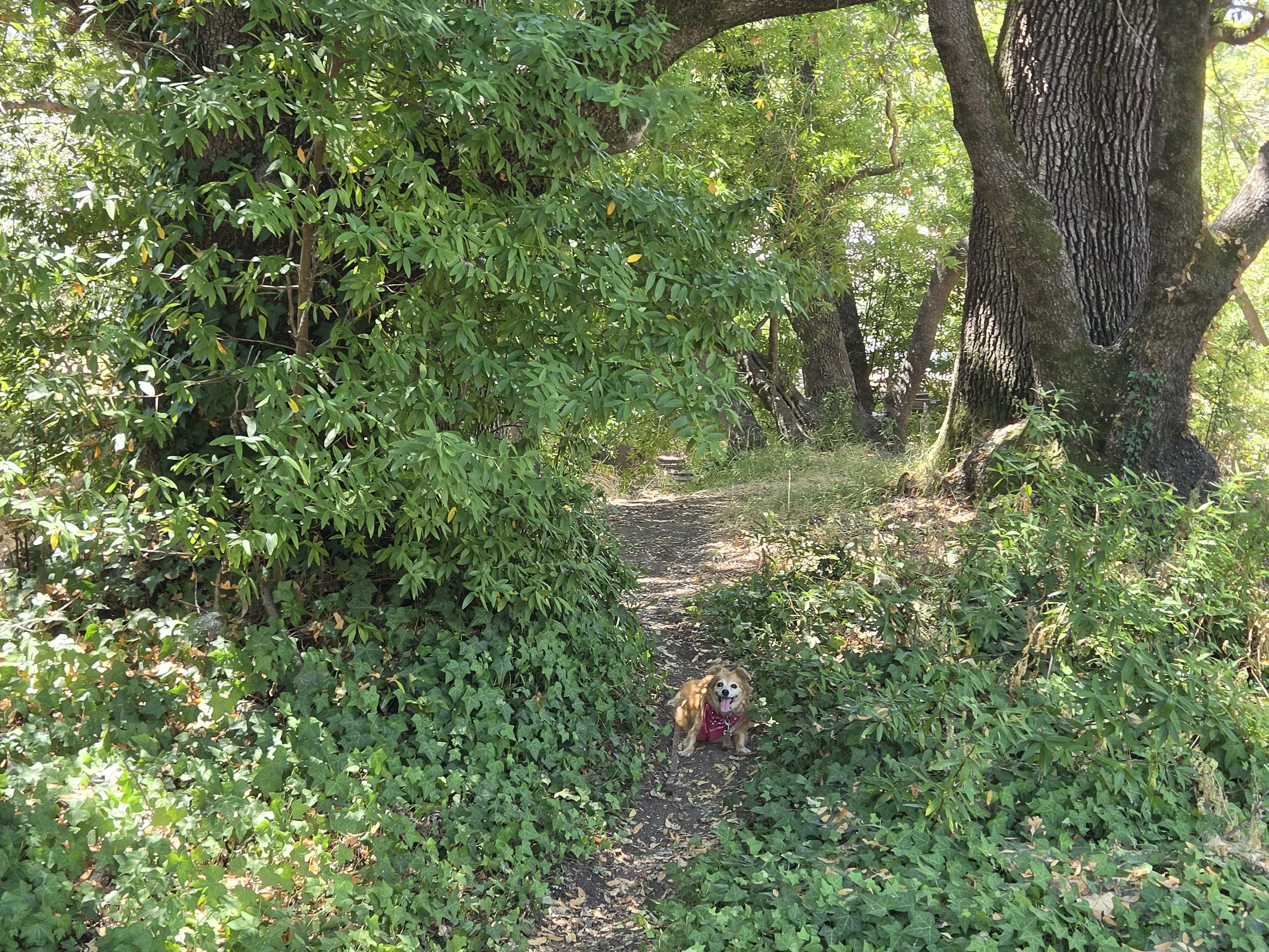 Sunny path through a bay tree forest with dappled light and a smiling dog sitting along the trail