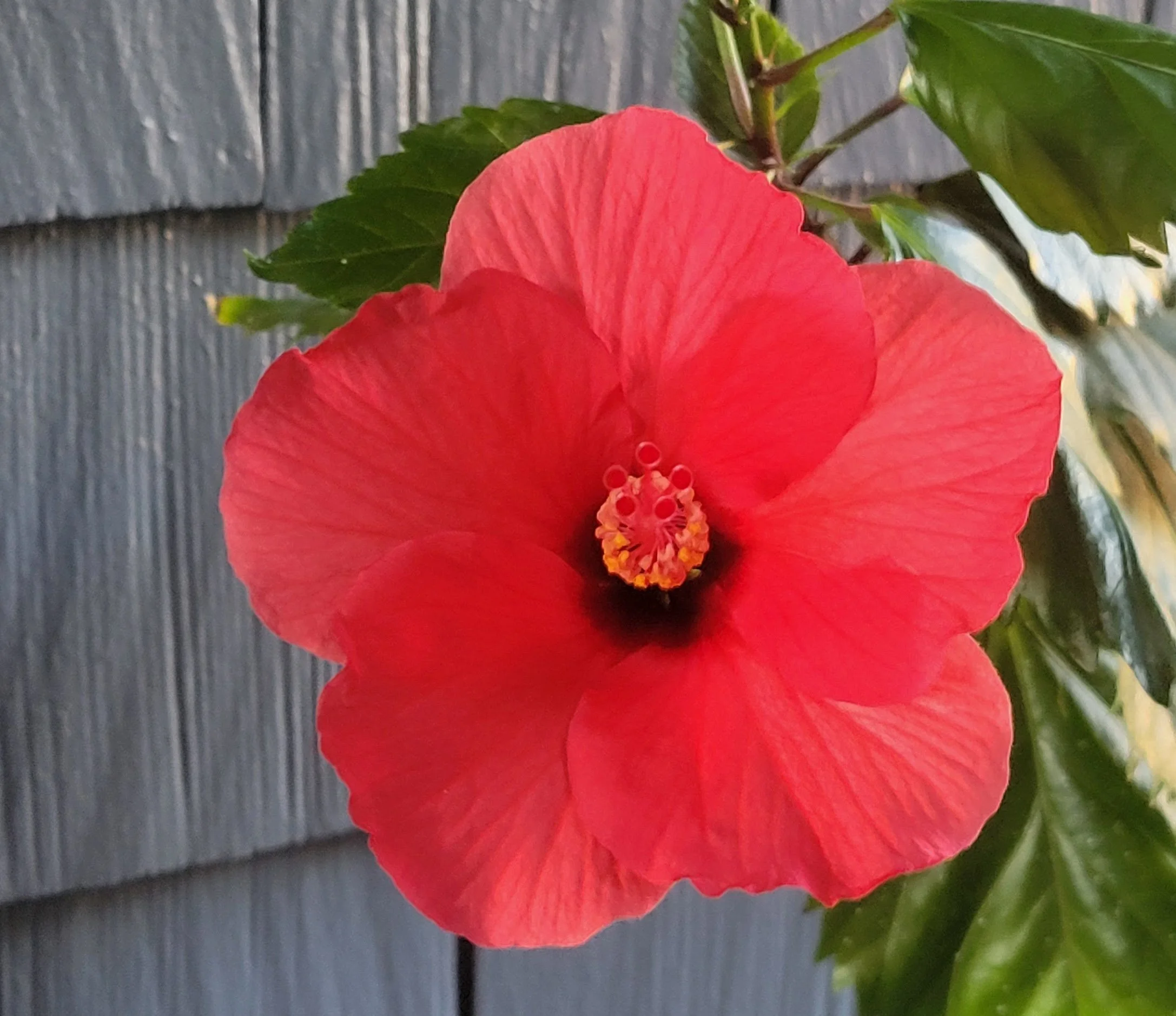Close-up of a red hibiscus flower with green leaves against grey painted wood shingle siding