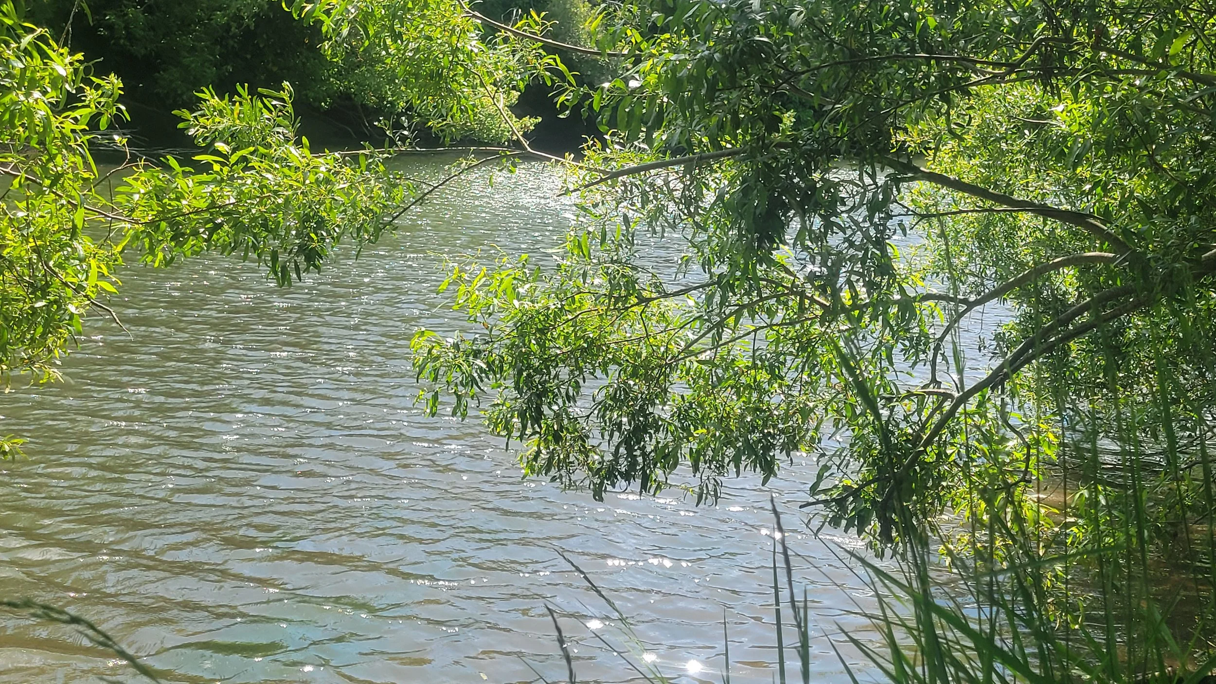 Sunlight shimmering across Lagunitas Creek in Point Reyes, framed by willow trees