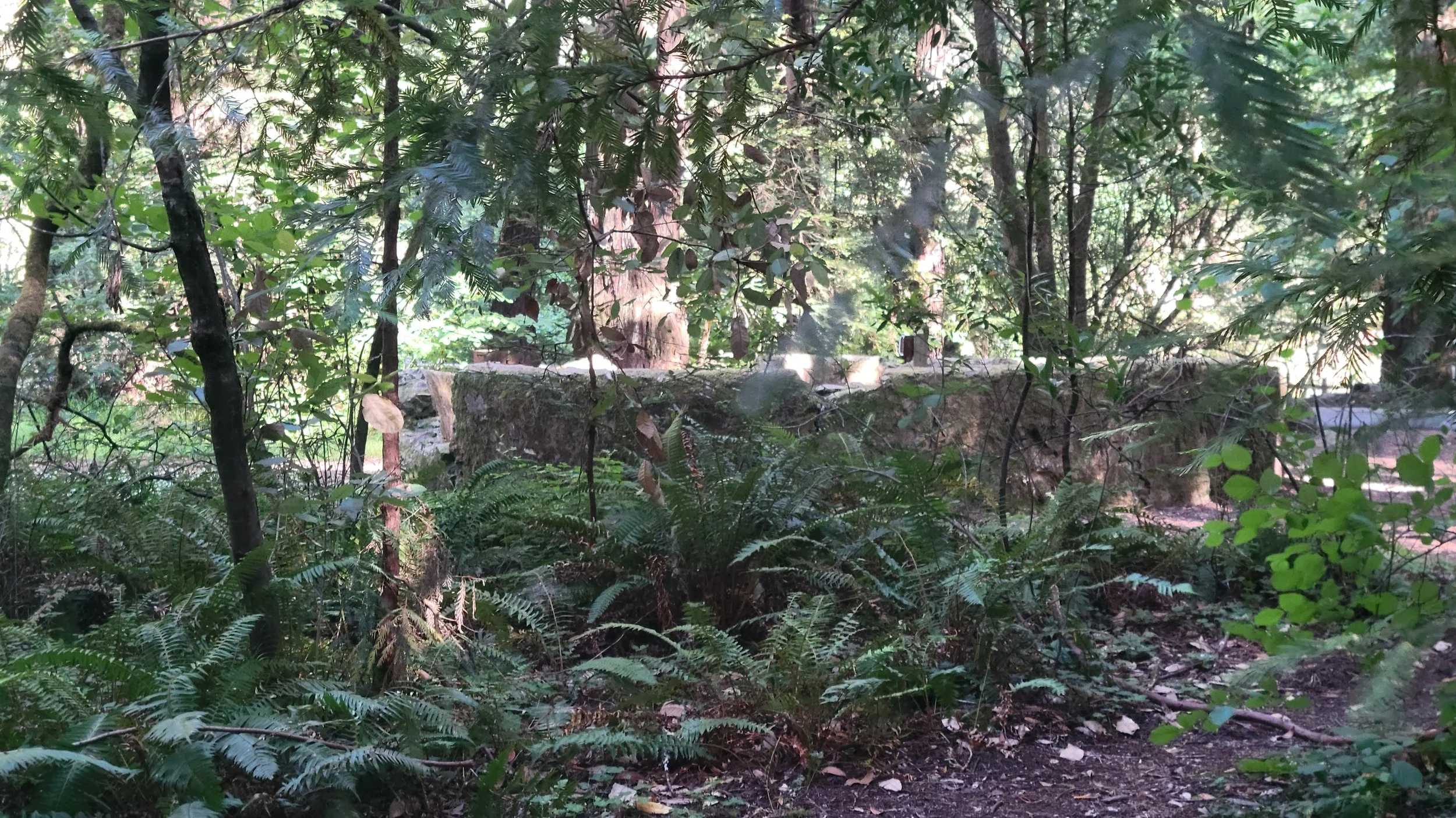 Weathered stone fountain surrounded by ferns in the redwood forest at Samuel P Taylor State Park