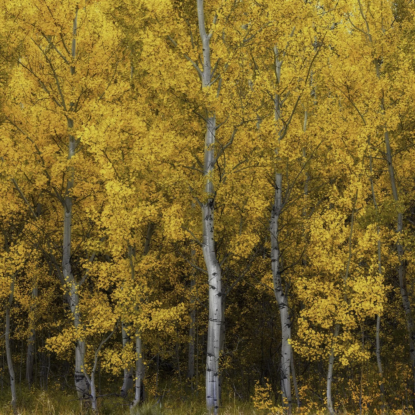 Through the Forest, above the Trees