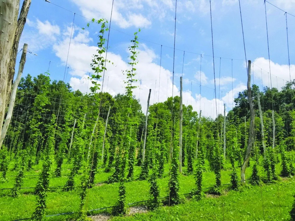 OU Alumni Growing Hops for Local Breweries