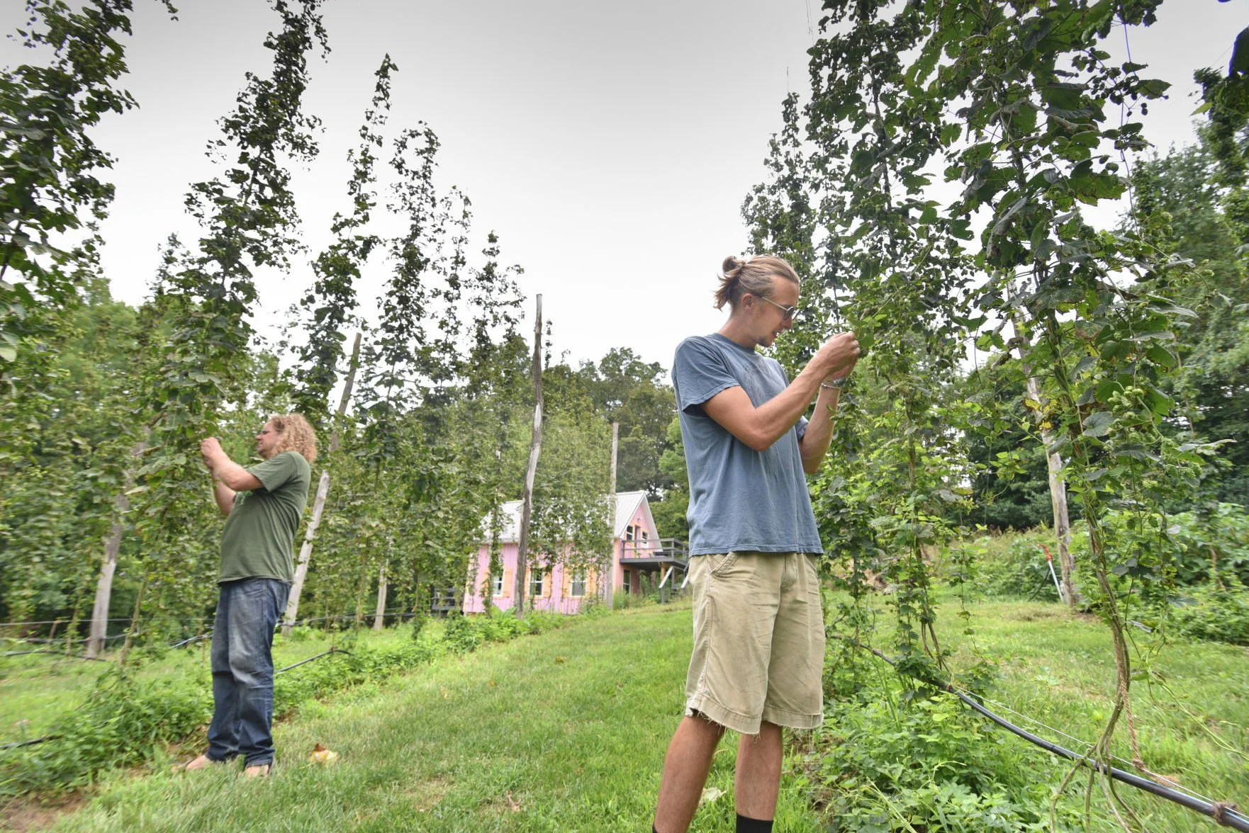 Inspection and Sniffing of the Hops Flower
